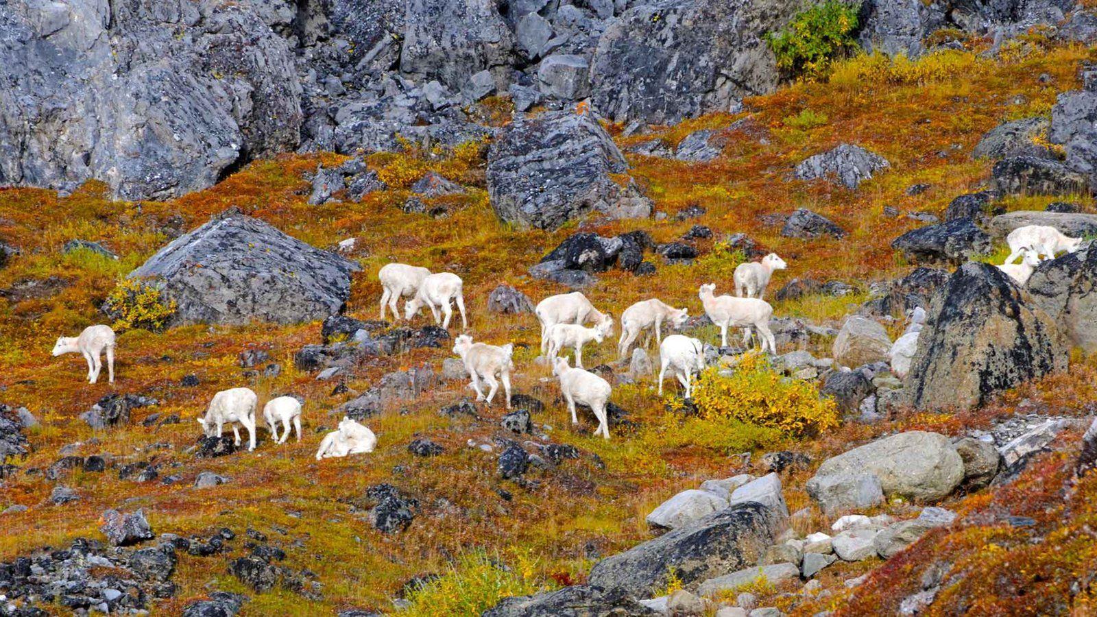 Animal Picture: View Image of Gates of the Arctic National Park