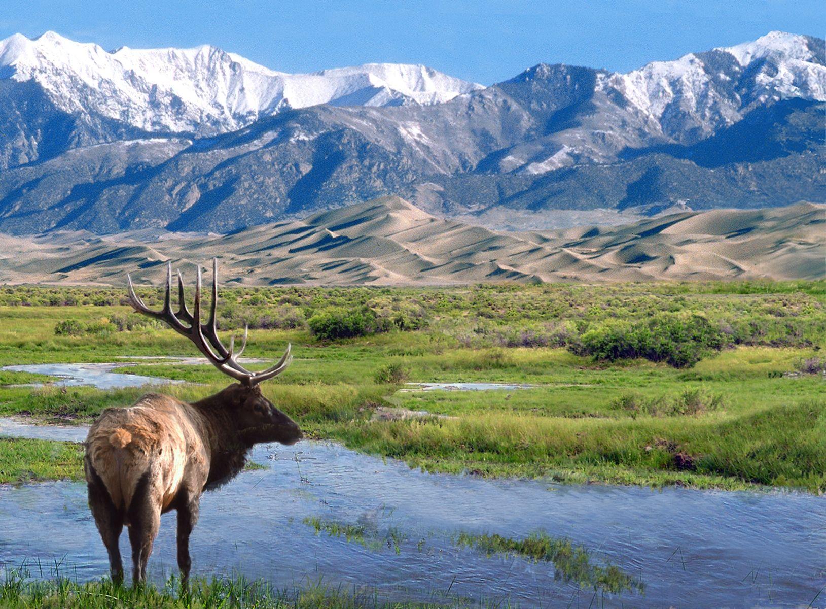 Elk at Big Spring Creek, Great Sand Dunes National