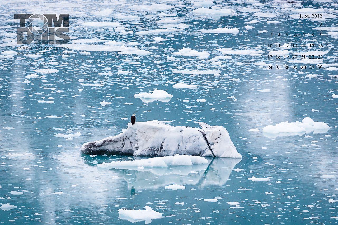 Eagle on Iceberg, Glacier Bay National Park & Preserve in Alaska