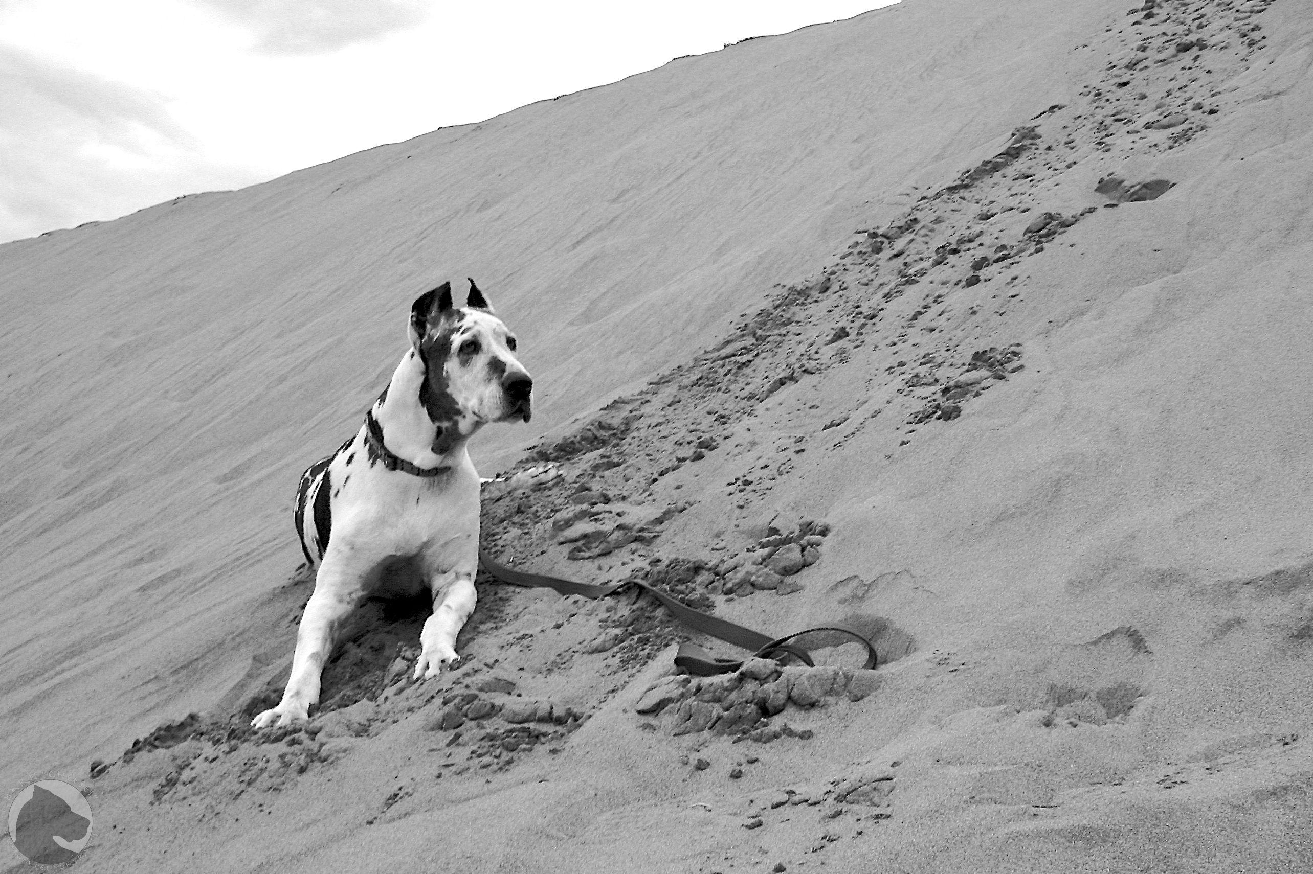 Great Sand Dunes National Park and Preserve. Bark Cheese! Blog