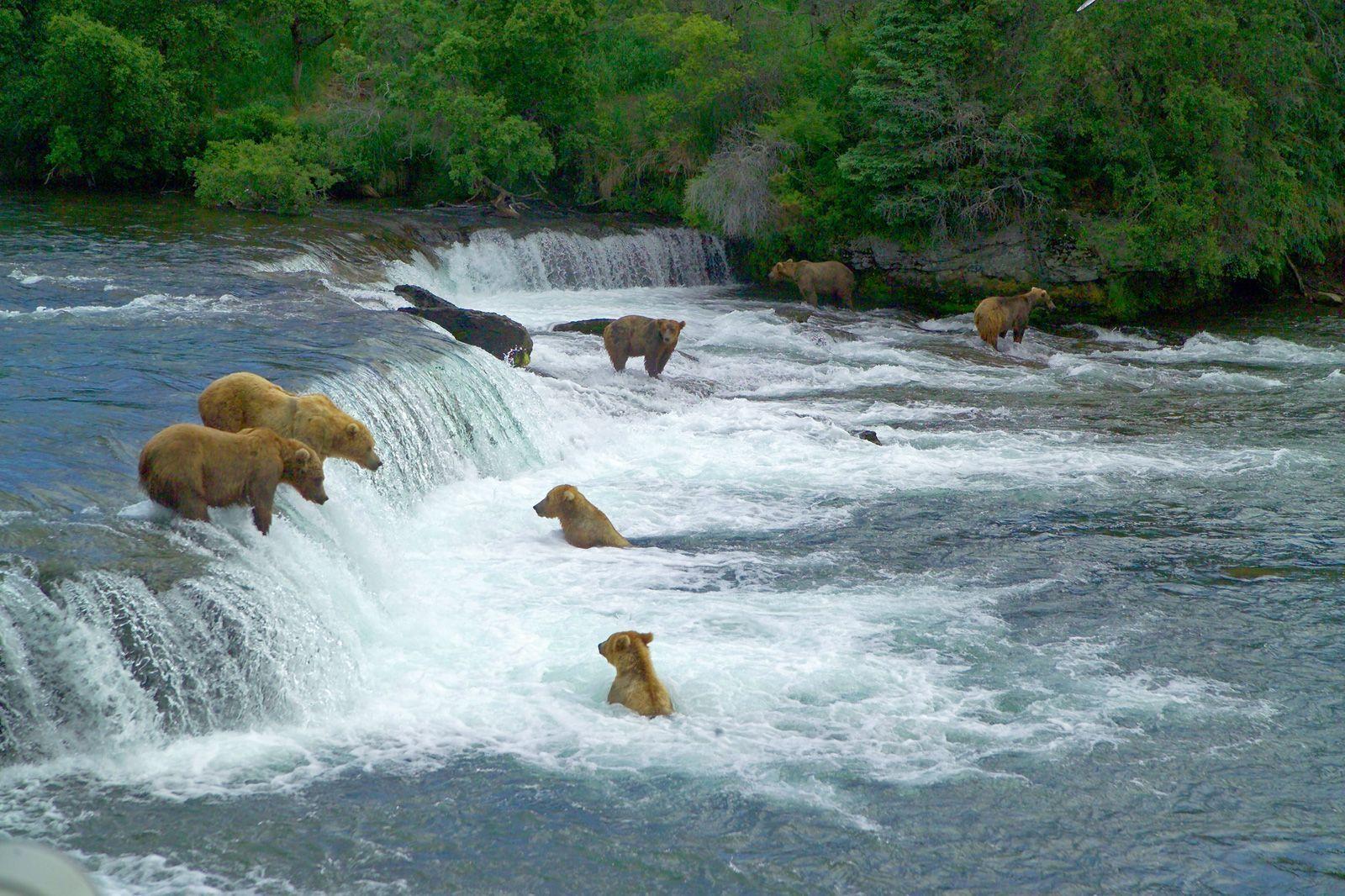 Bears at Brooks River Falls Katmai National Park Picture
