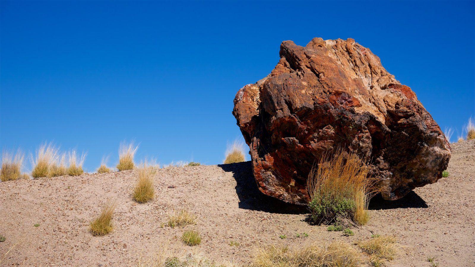 Petrified Forest National Park Picture: View Photo & Image