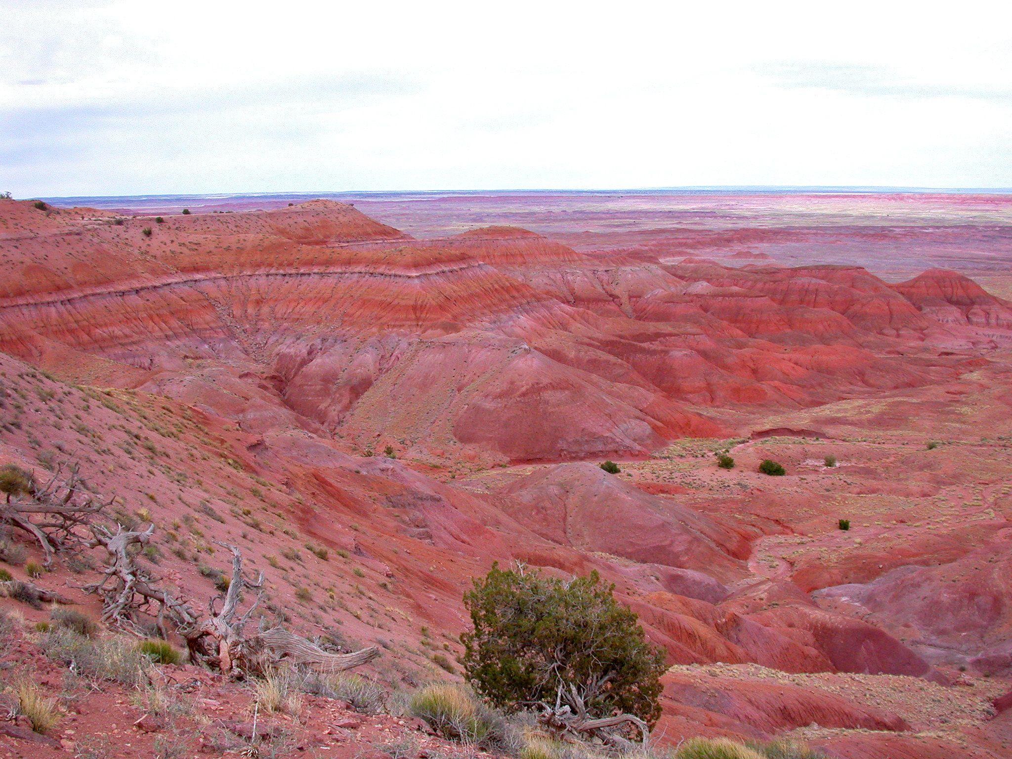 Petrified Forest National Park, Arizona. Petrified forest