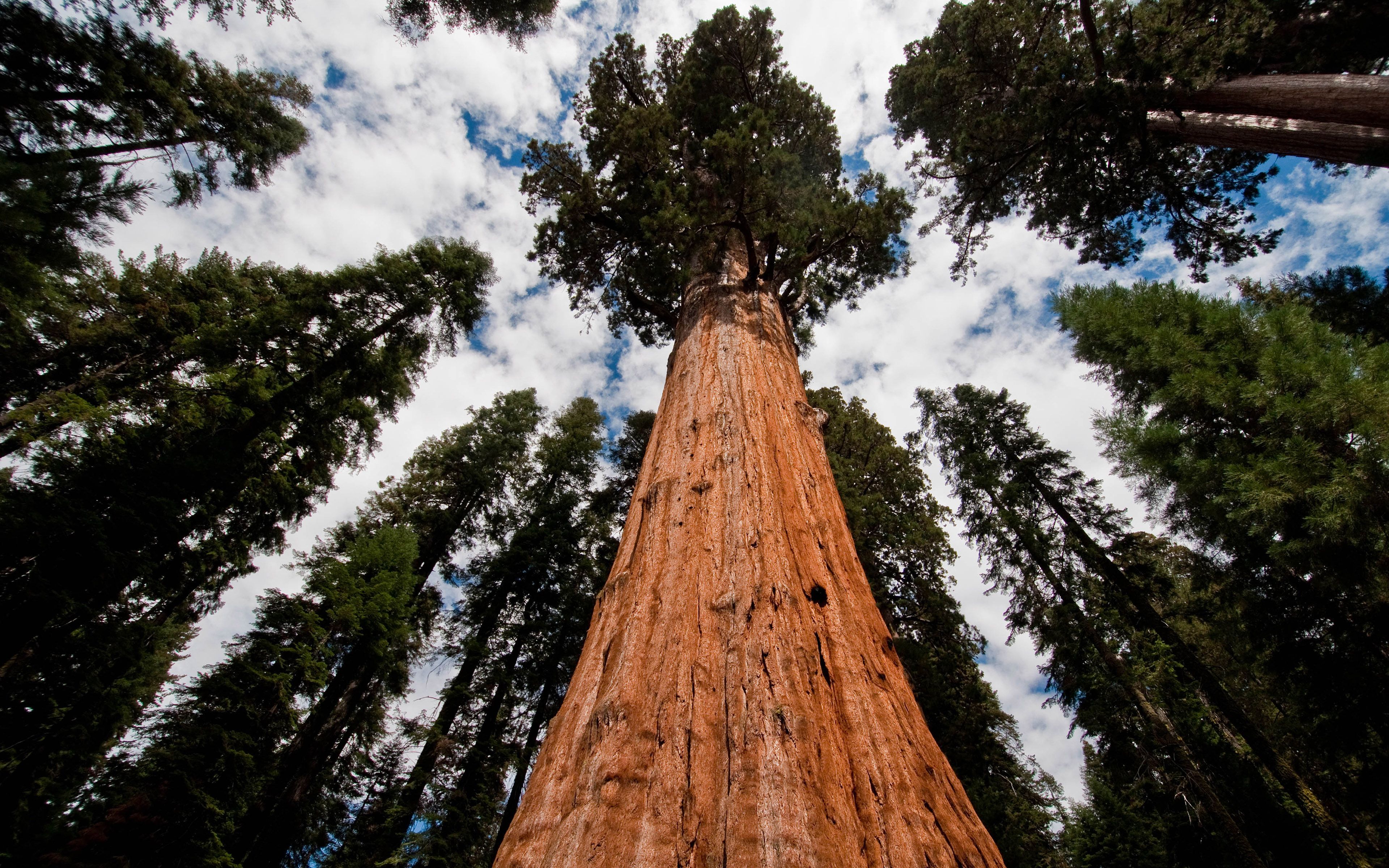 Sequoia National Park wallpaper