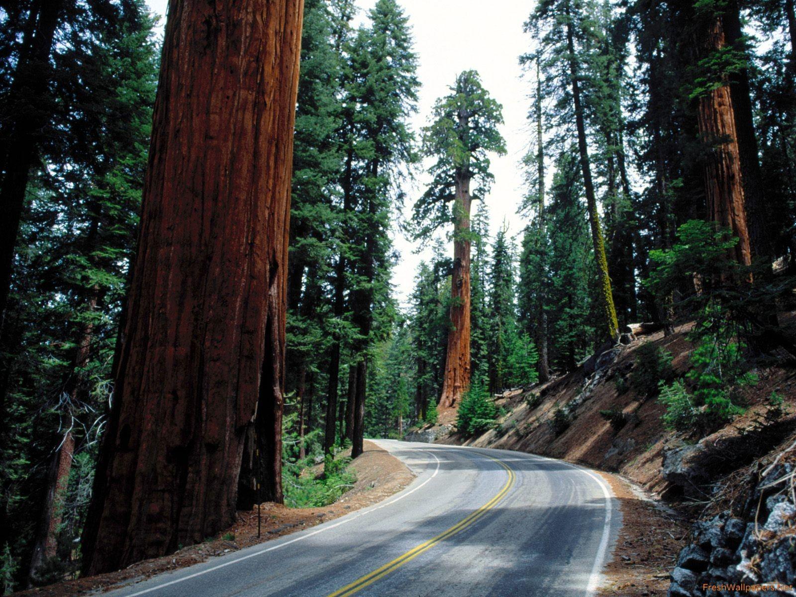 Redwood Road, Sequoia National Park wallpaper