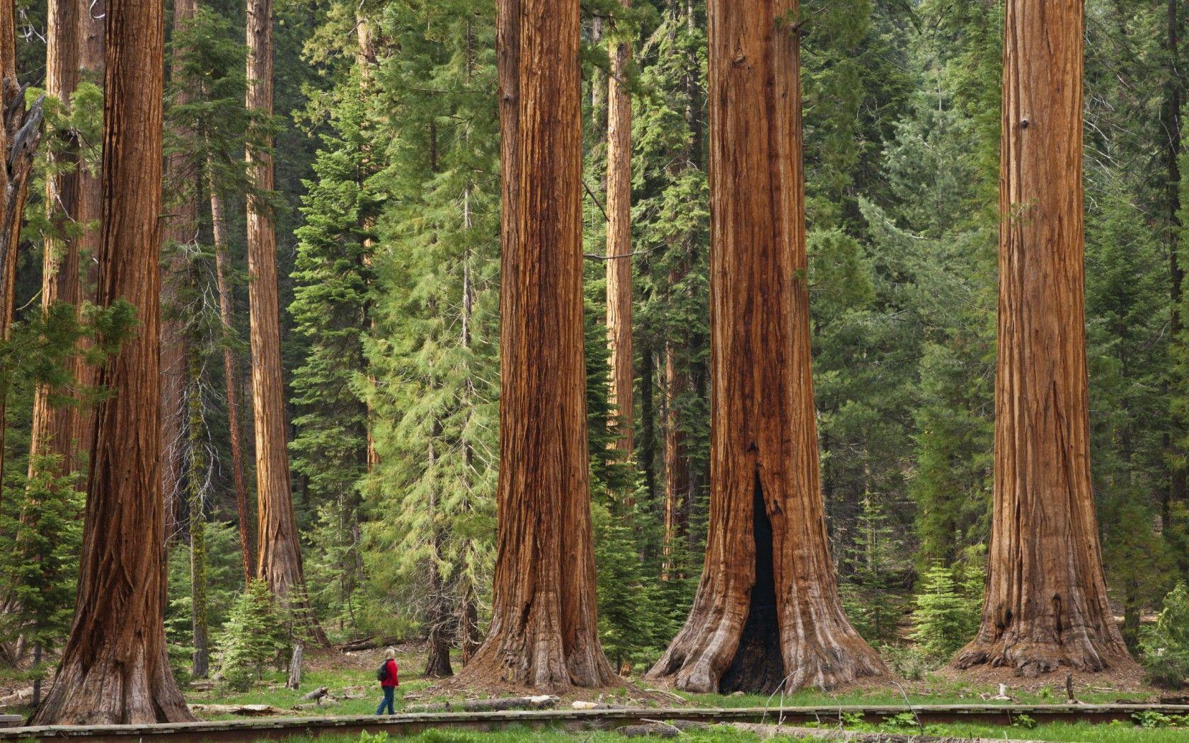 06 2015 Sequoia National Park Desktop Wallpaper