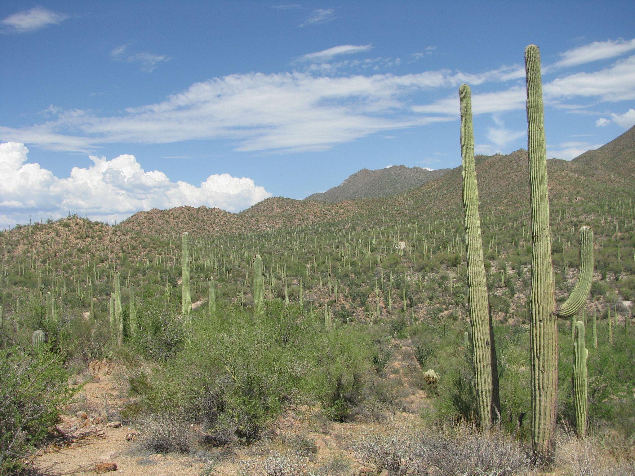 Saguaro National