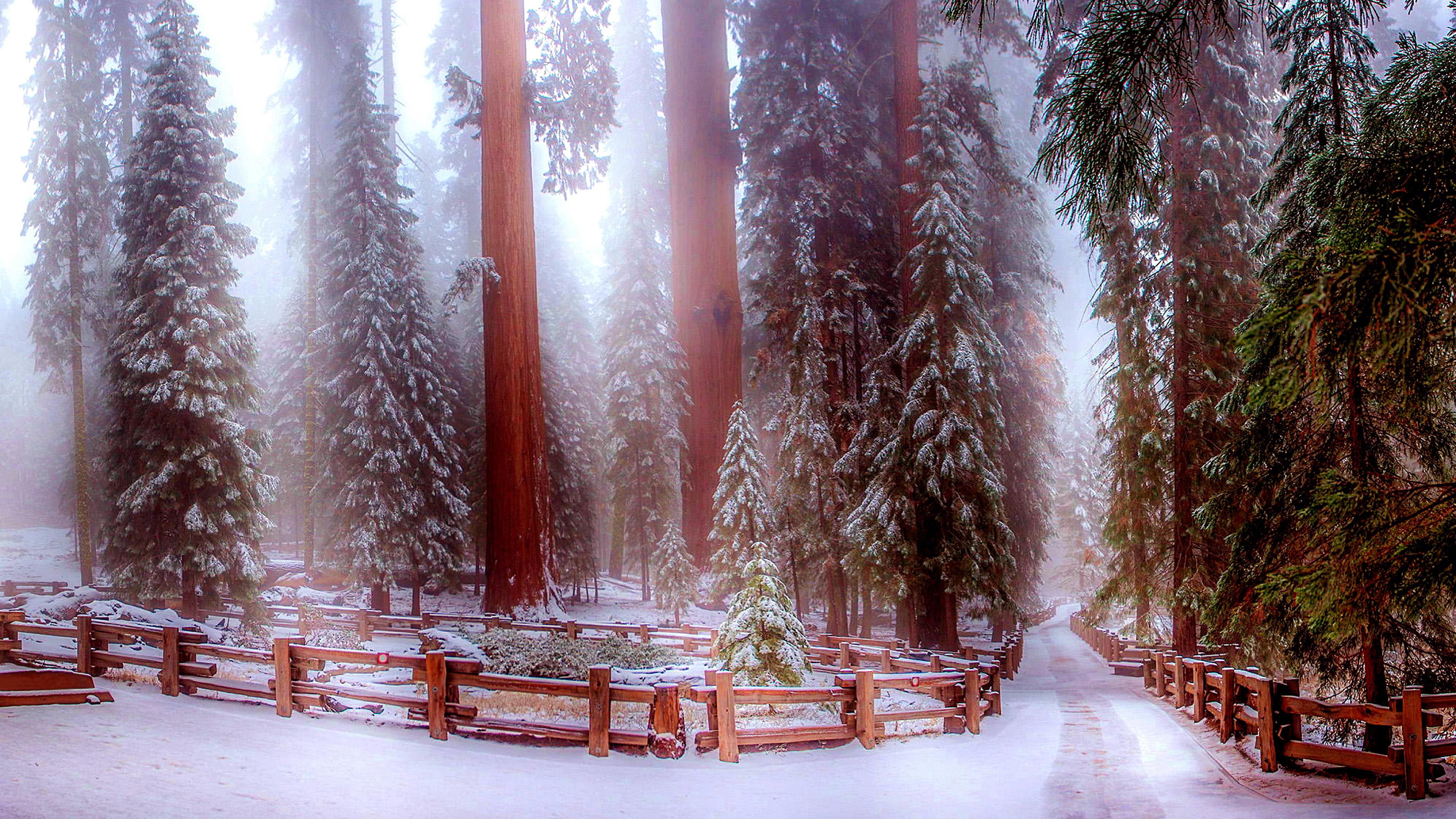 Sequoia National Park In Winter Wallpaper. Wallpaper Studio 10