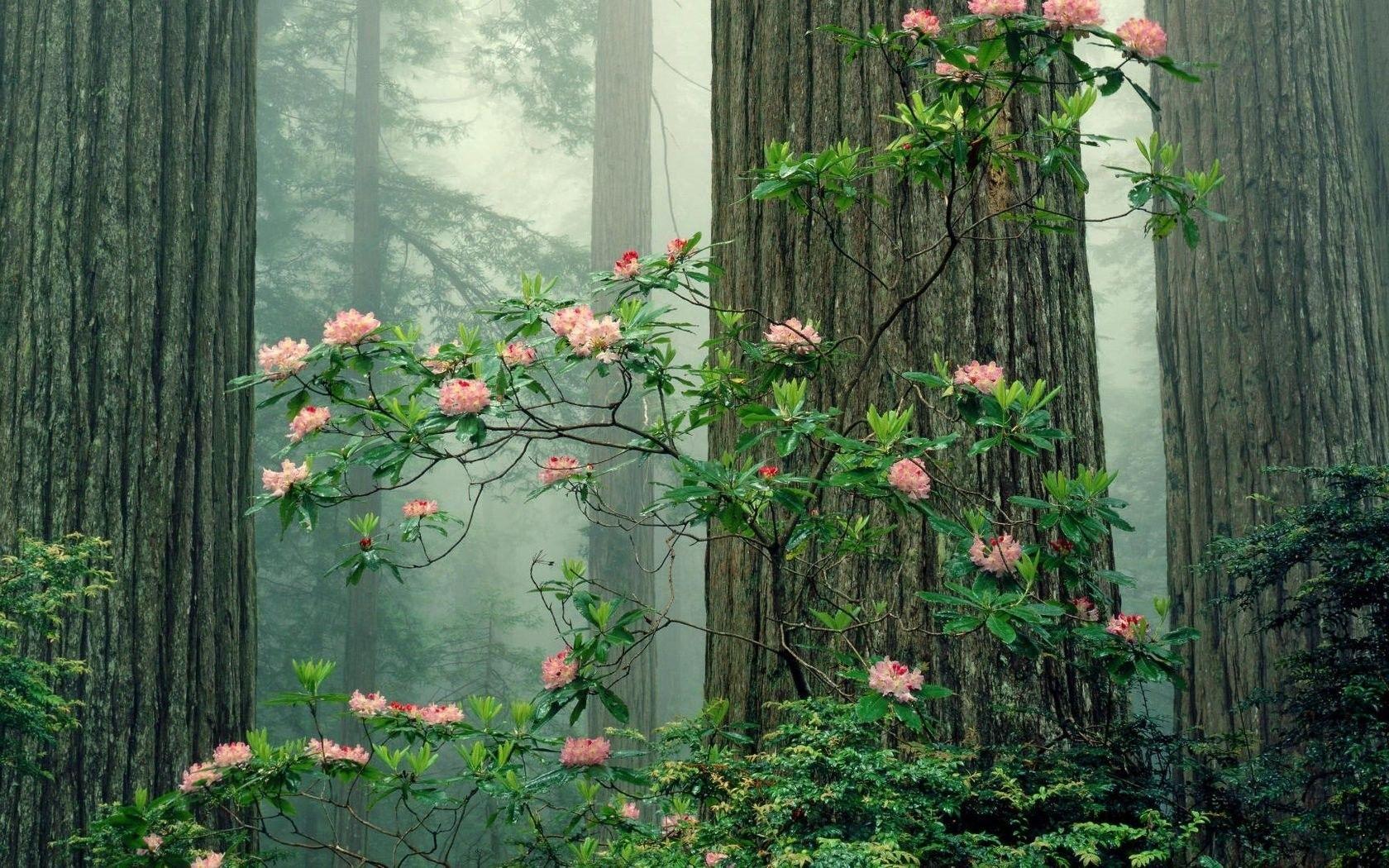 Trees: Park Redwood National Sequoia Nature