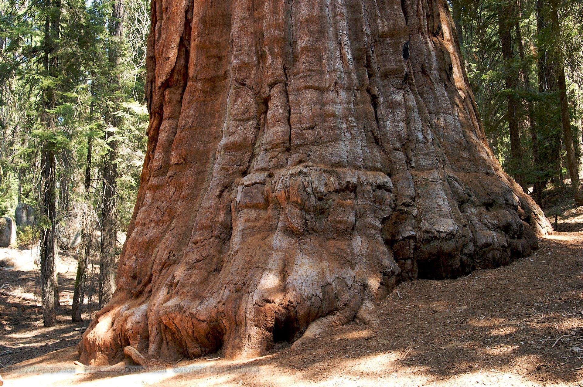 The President at Sequoia National Park Desktop Wallpaper