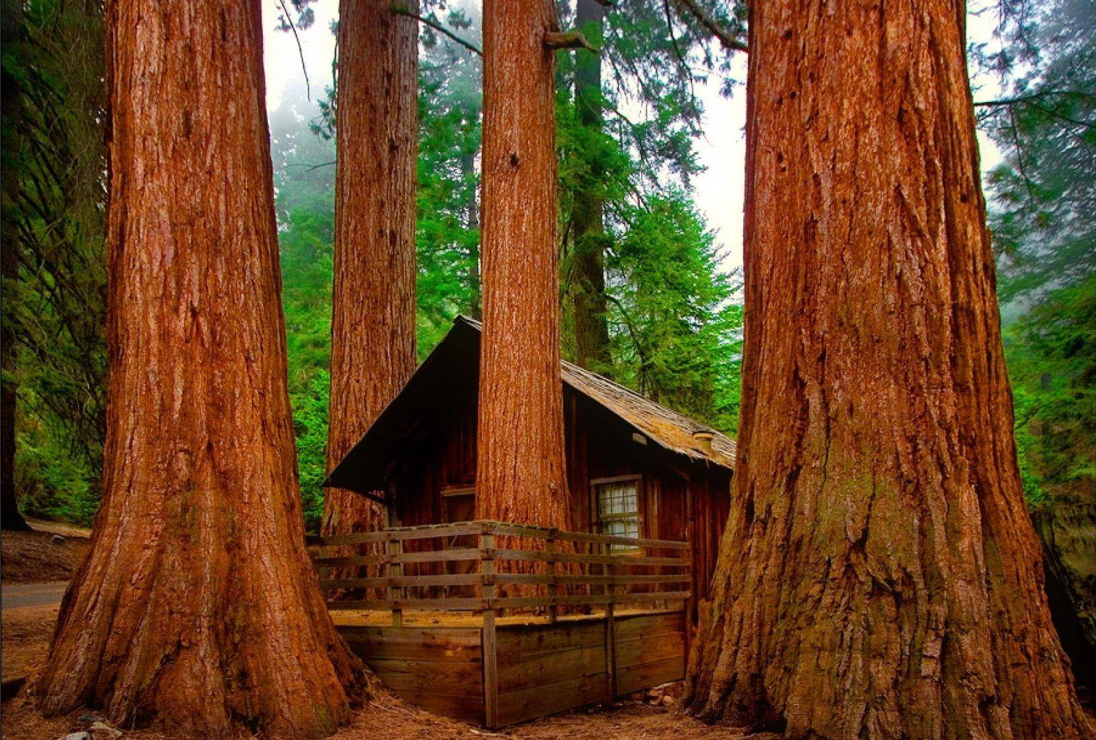 Sequoia Tag wallpaper: Sequoi Nature Forest Brown Wood Tree