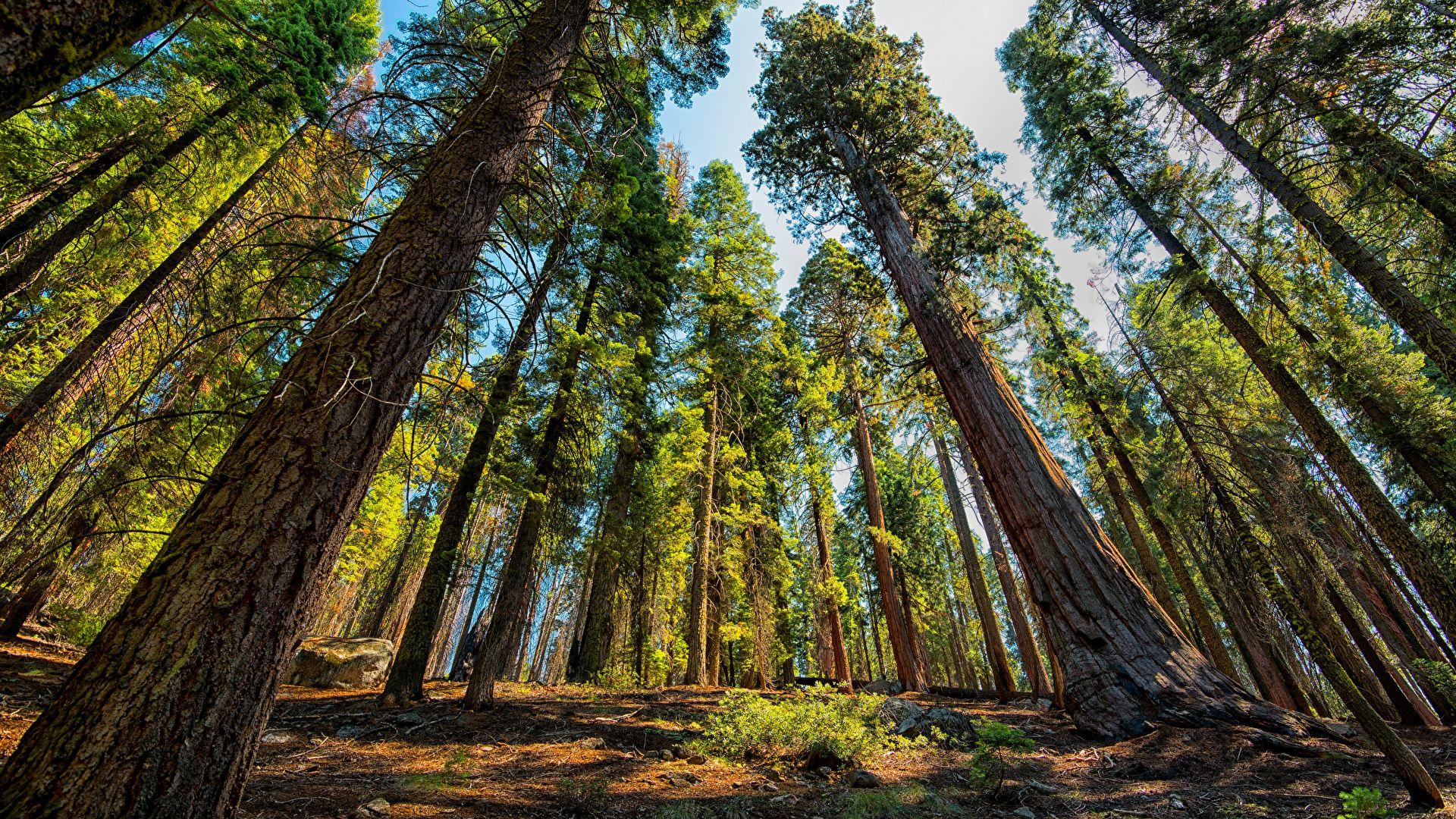 Photos USA Bottom view Sequoia and Kings National Park 1920x1080