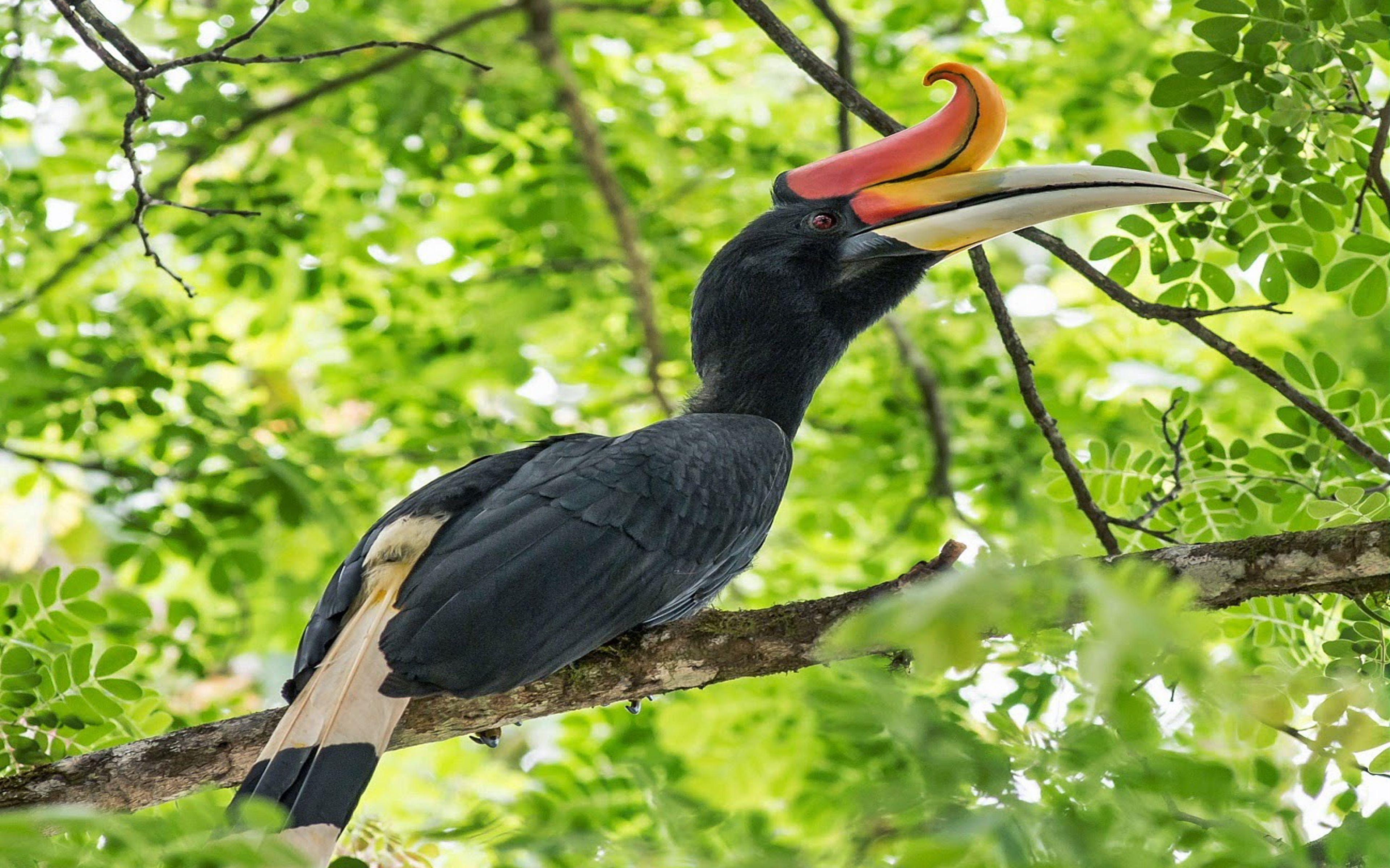 Rhinoceros Hornbill Wallpaper HD, Wallpaper13.com