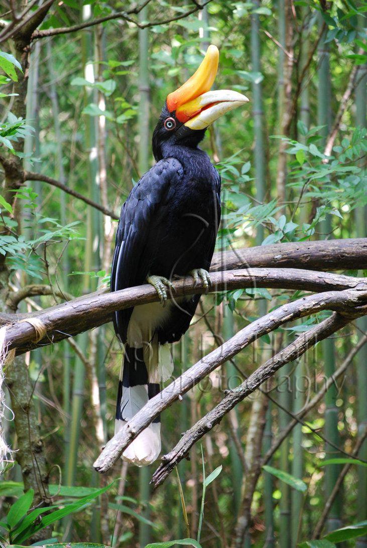 Rhinoceros Hornbill II