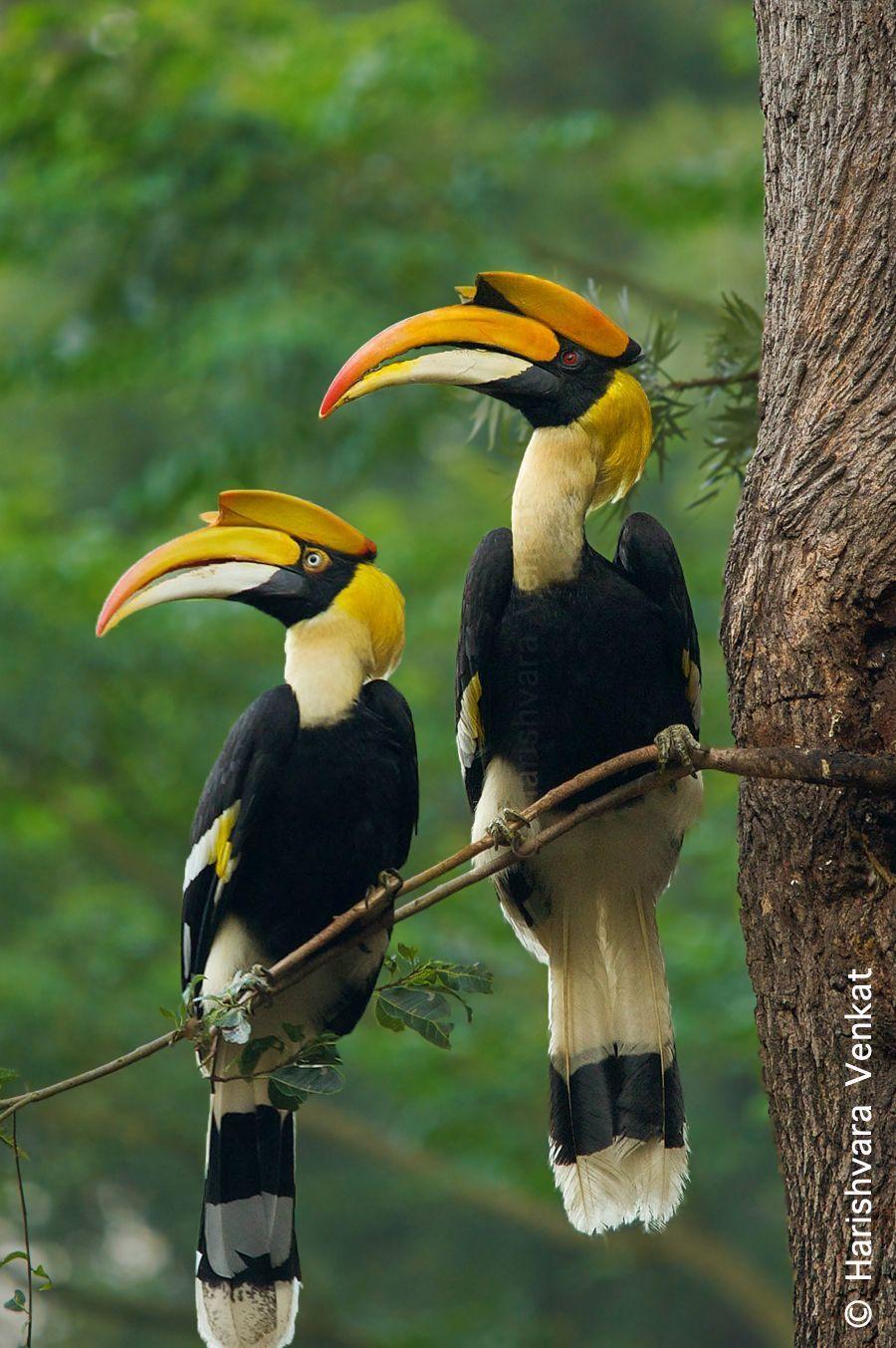 The Great Pied Hornbill. Bird, Bird picture and Beautiful birds