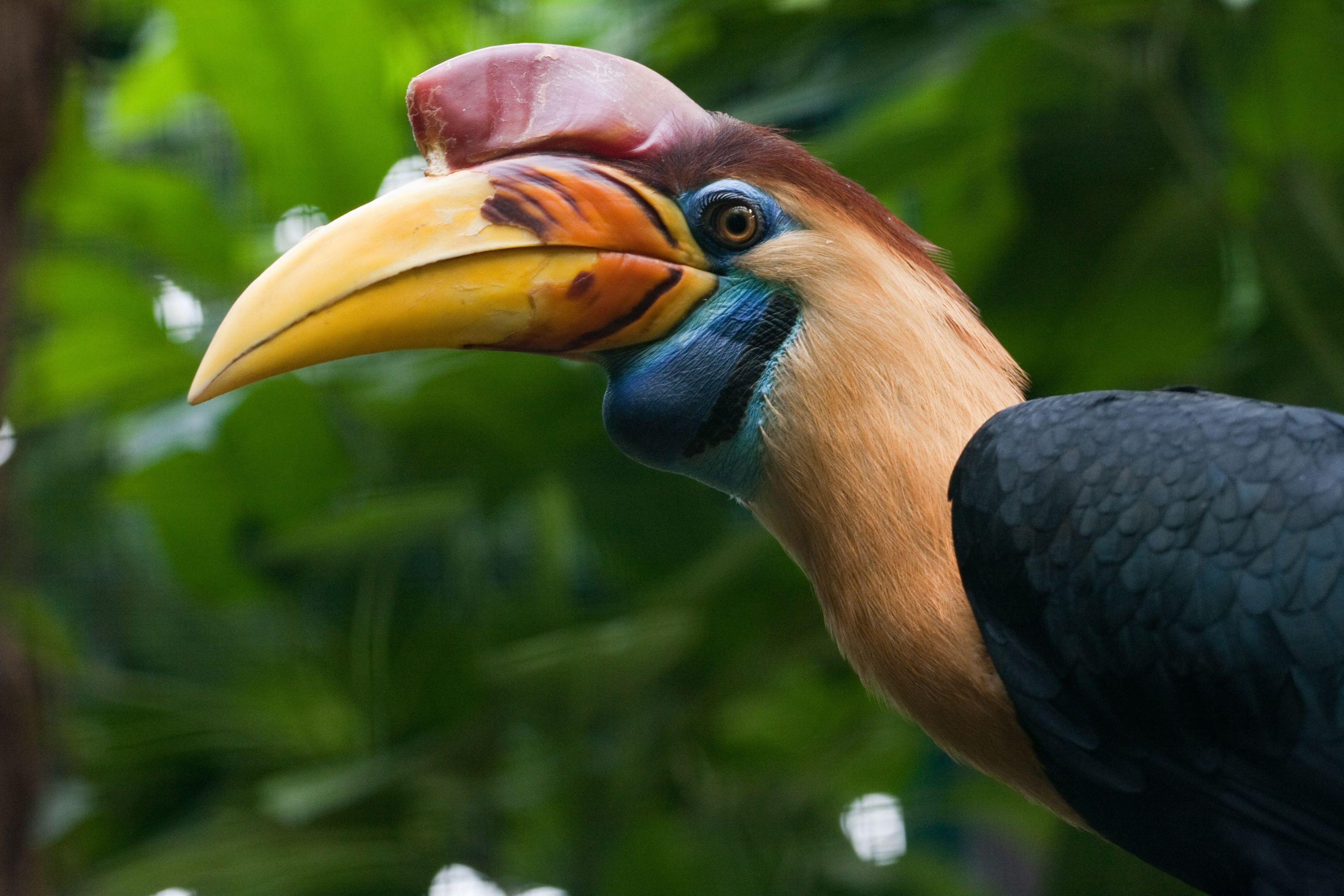 Hornbill HD Wallpaper and Background Image