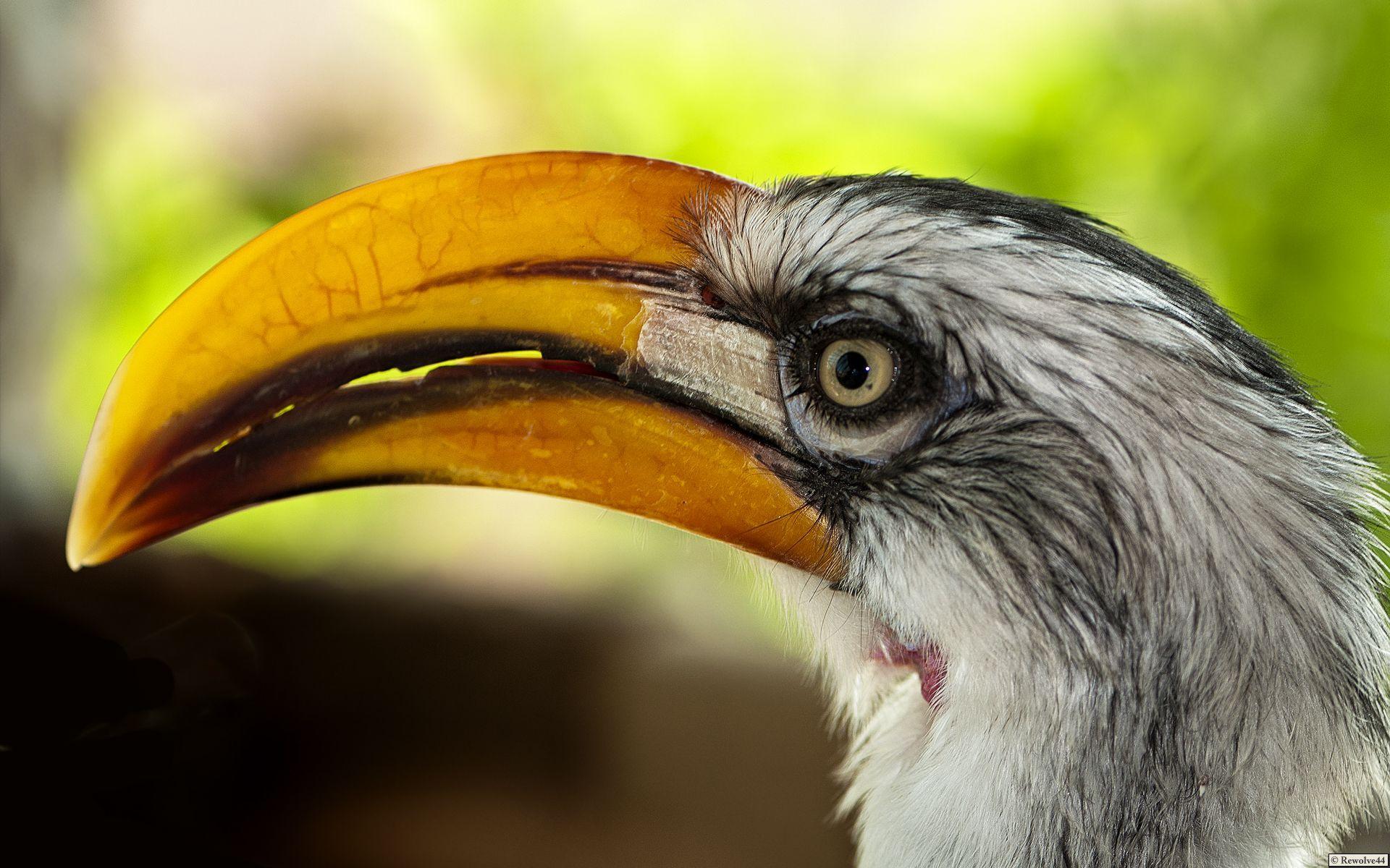 Southern Yellow Billed Hornbill Wallpaper 1920×1200