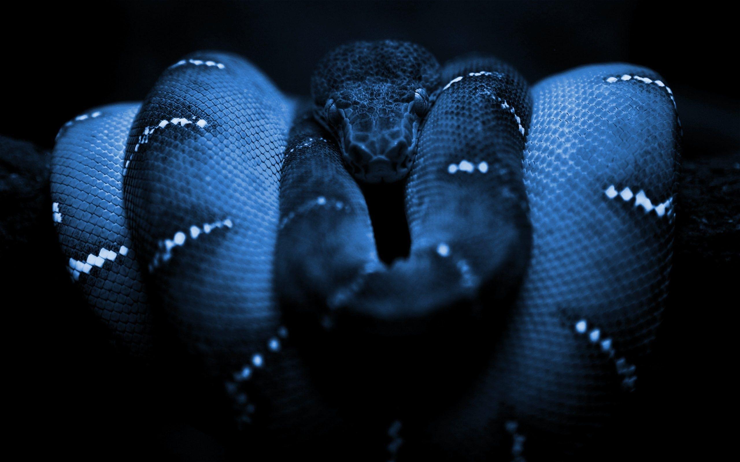 Desktop Boa Snake Image Wallpaper