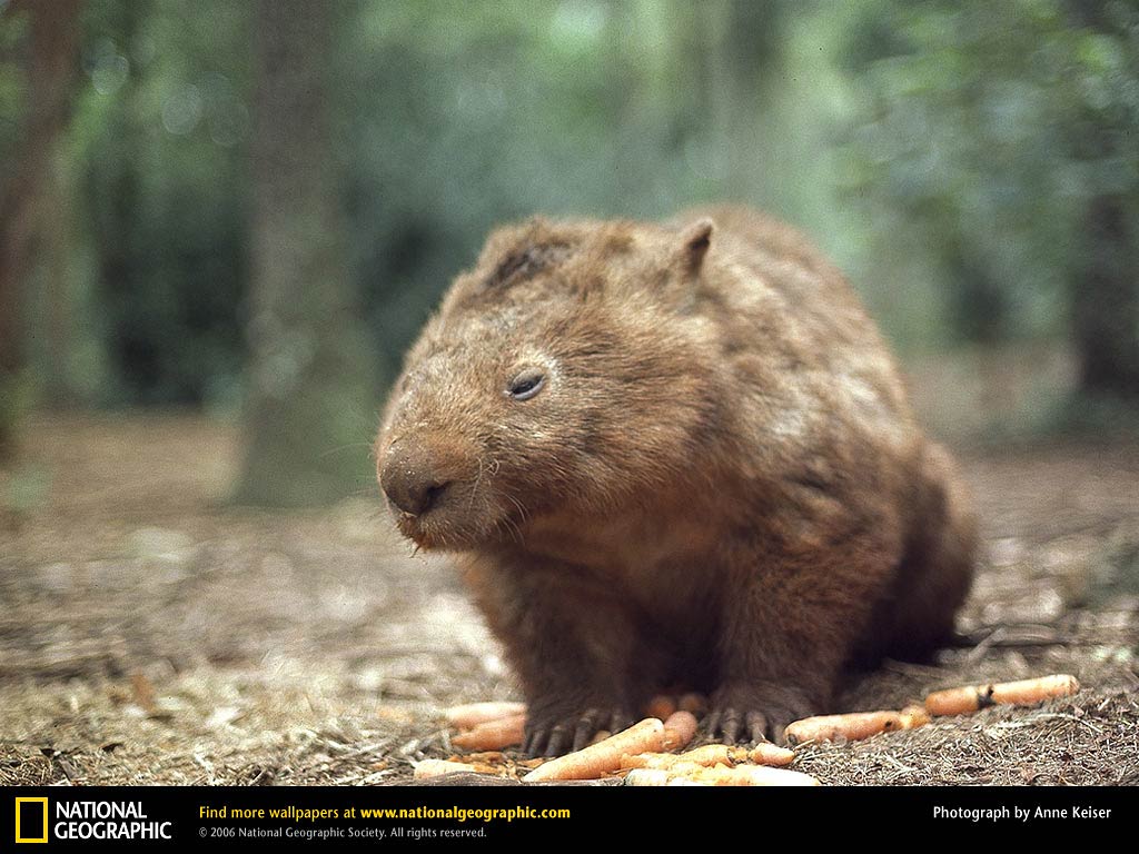 Wombat Desktop and Mobile Wallpaper