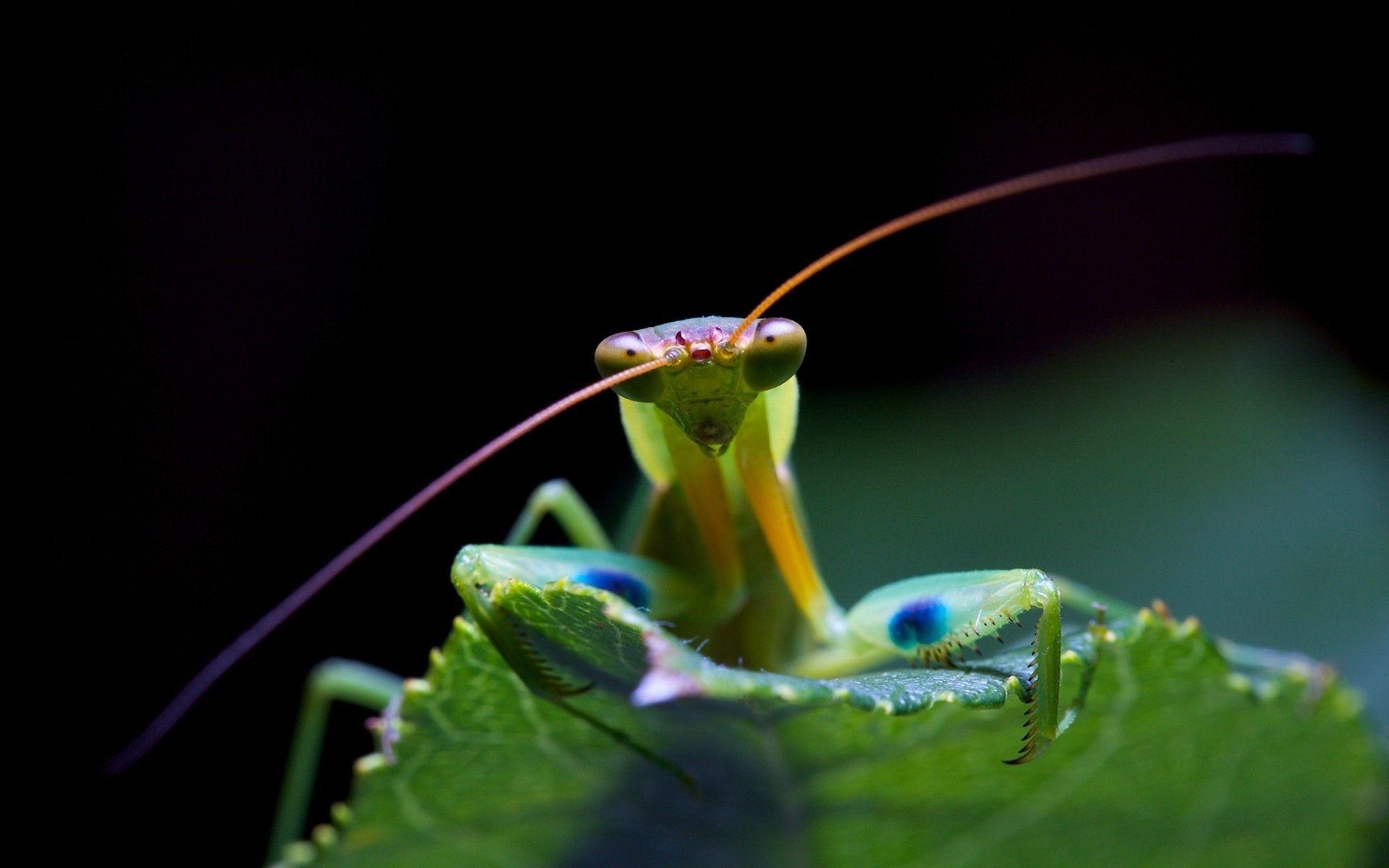 Praying Mantis Face Wallpaper HD Wallpaper