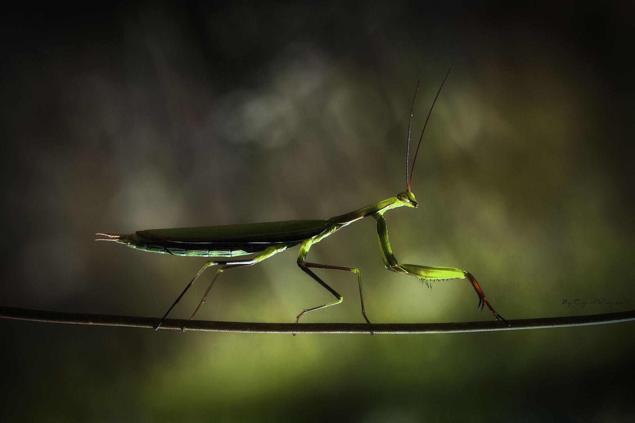 Mantis Desktop Wallpaper 1920X1080