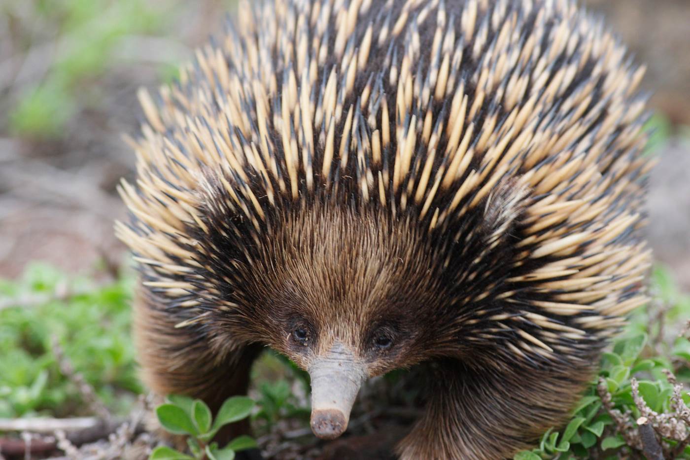 Echidna Facts And Animal Photo, image