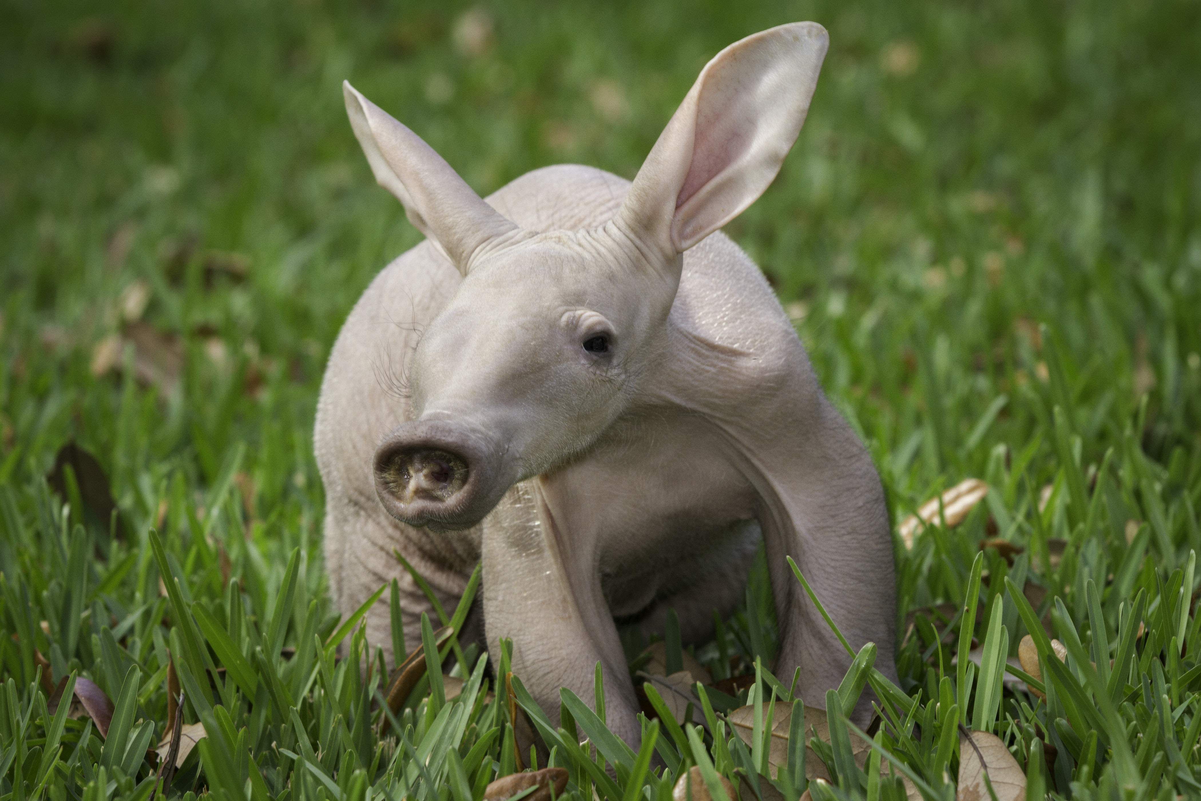 Aardvark Wallpaper Background