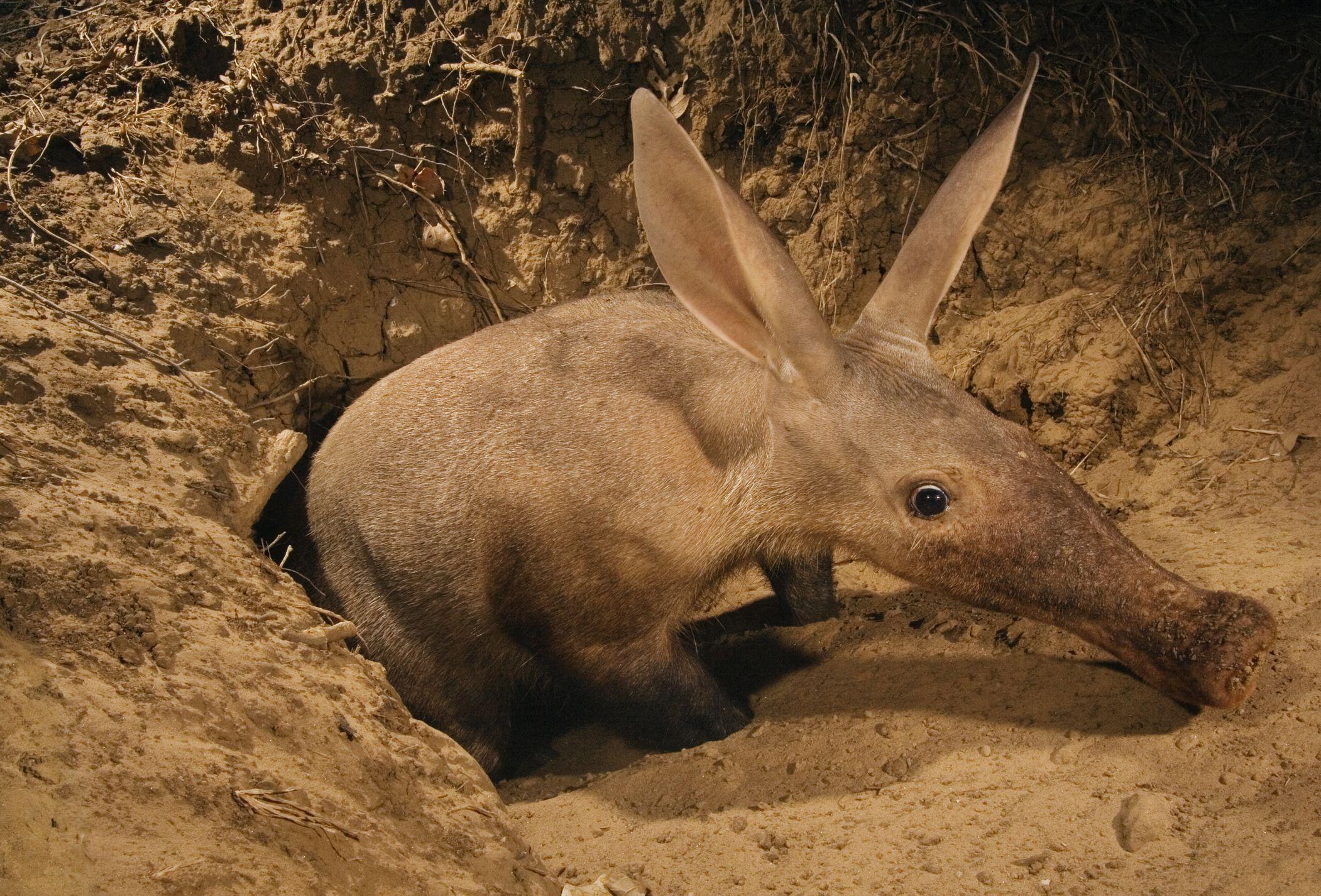 Aardvark Wallpaper Background