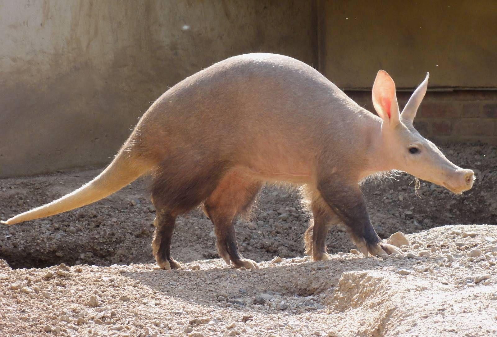 HD wallpaper Aardvark animal. Nature HD wallpaper