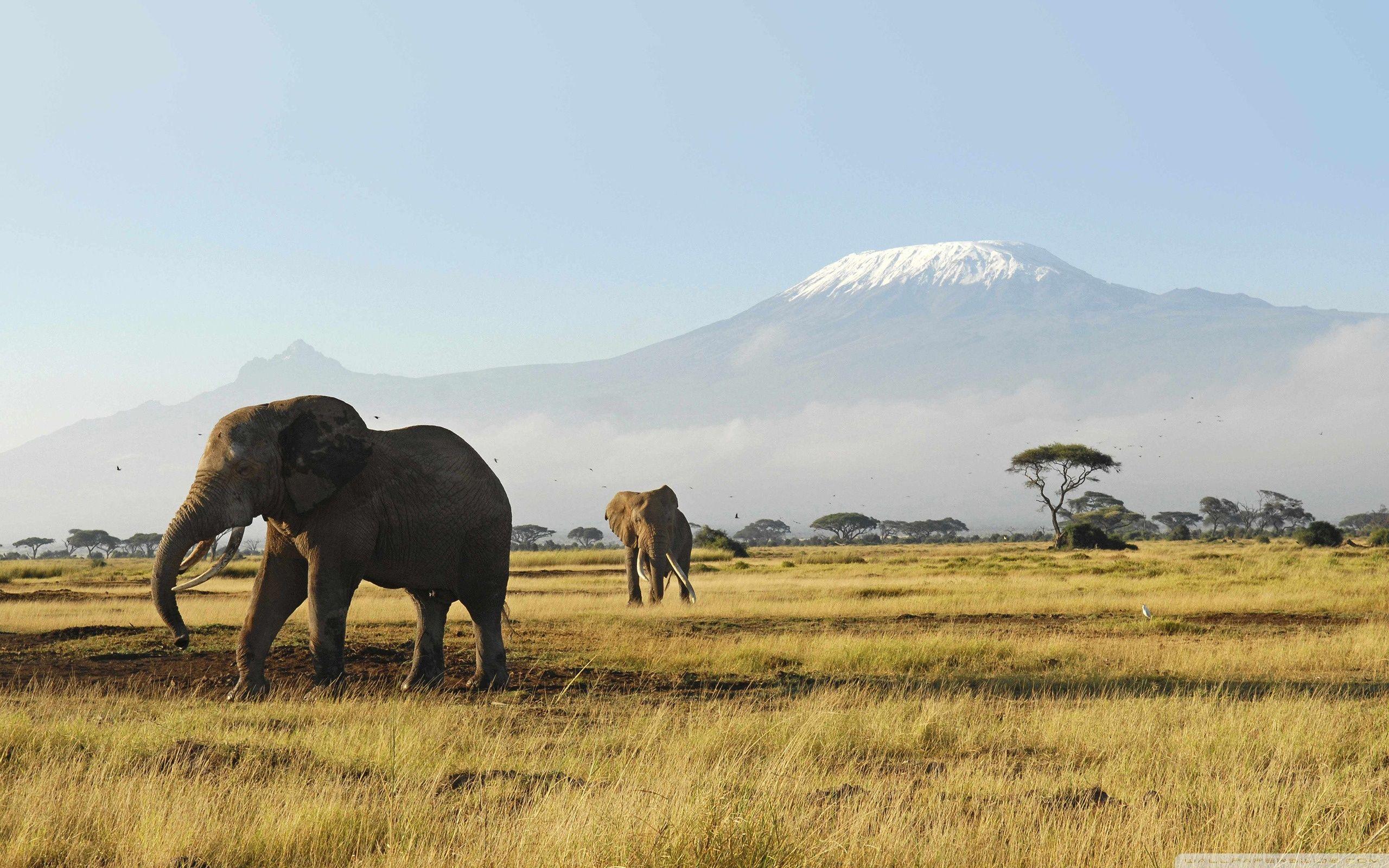 African Elephants ❤ 4K HD Desktop Wallpaper for 4K Ultra HD TV