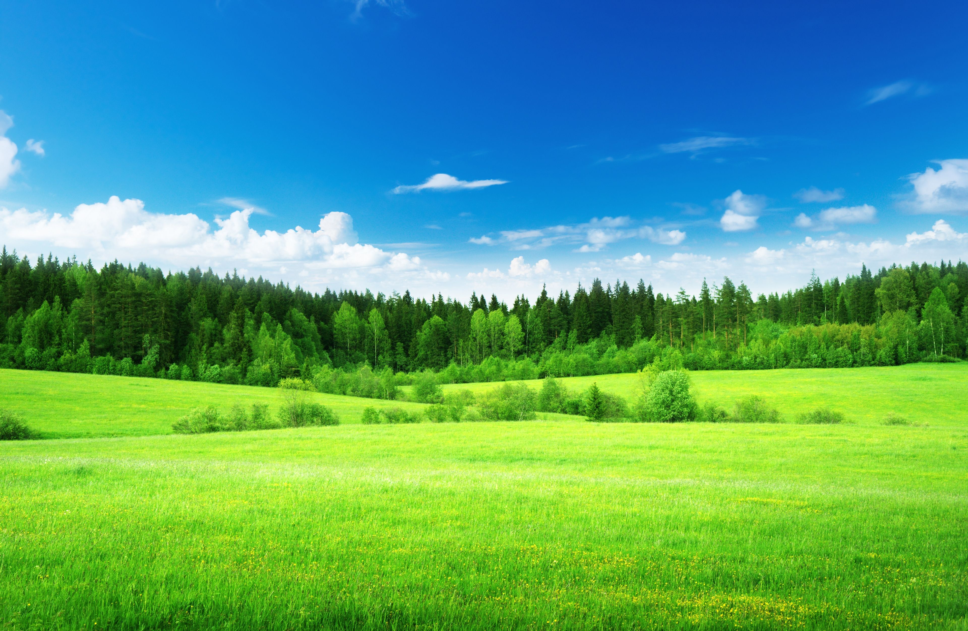 Wallpaper Green grass, Thick forest, Blue sky, , Nature