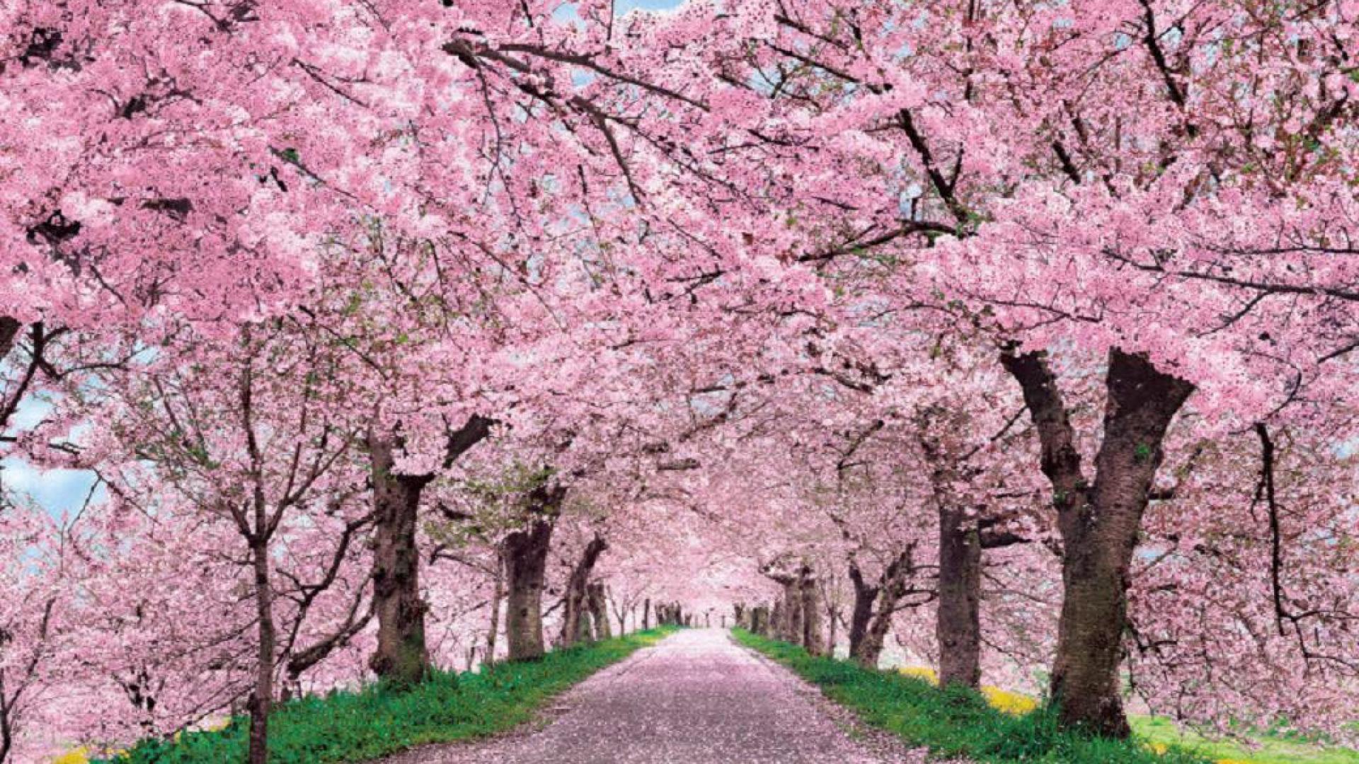 Cherry Blossom Background Wallpaper 06771
