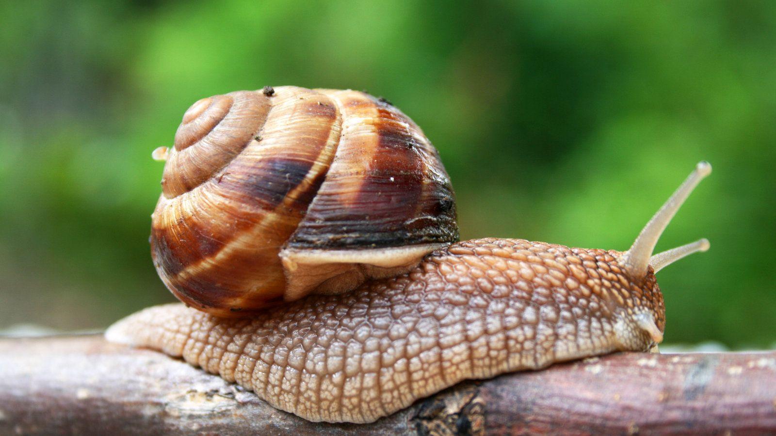 Snail wallpaper, CGI, HQ Snail pictureK Wallpaper