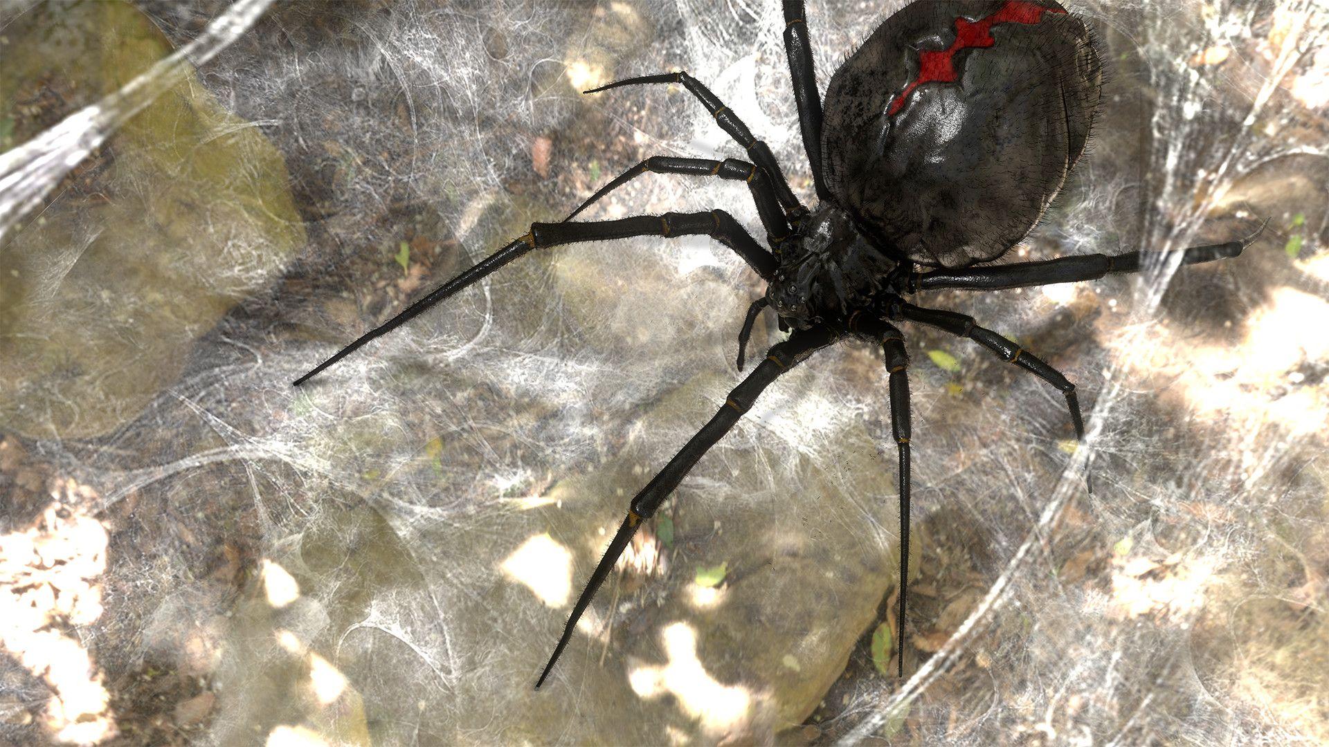 Lucas Planchon hairy black widow