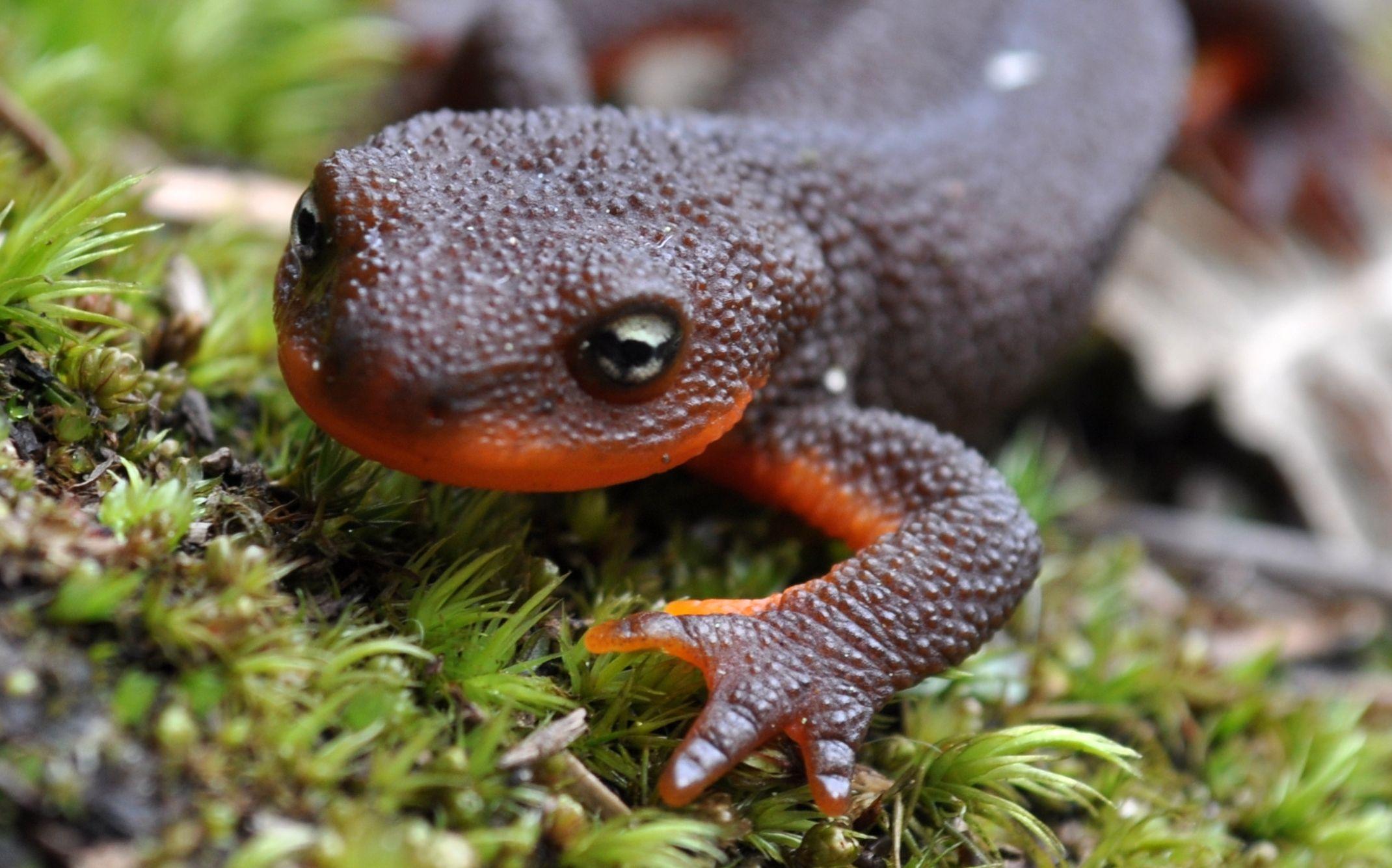 Amphibians / Salamanders HD Wallpaper