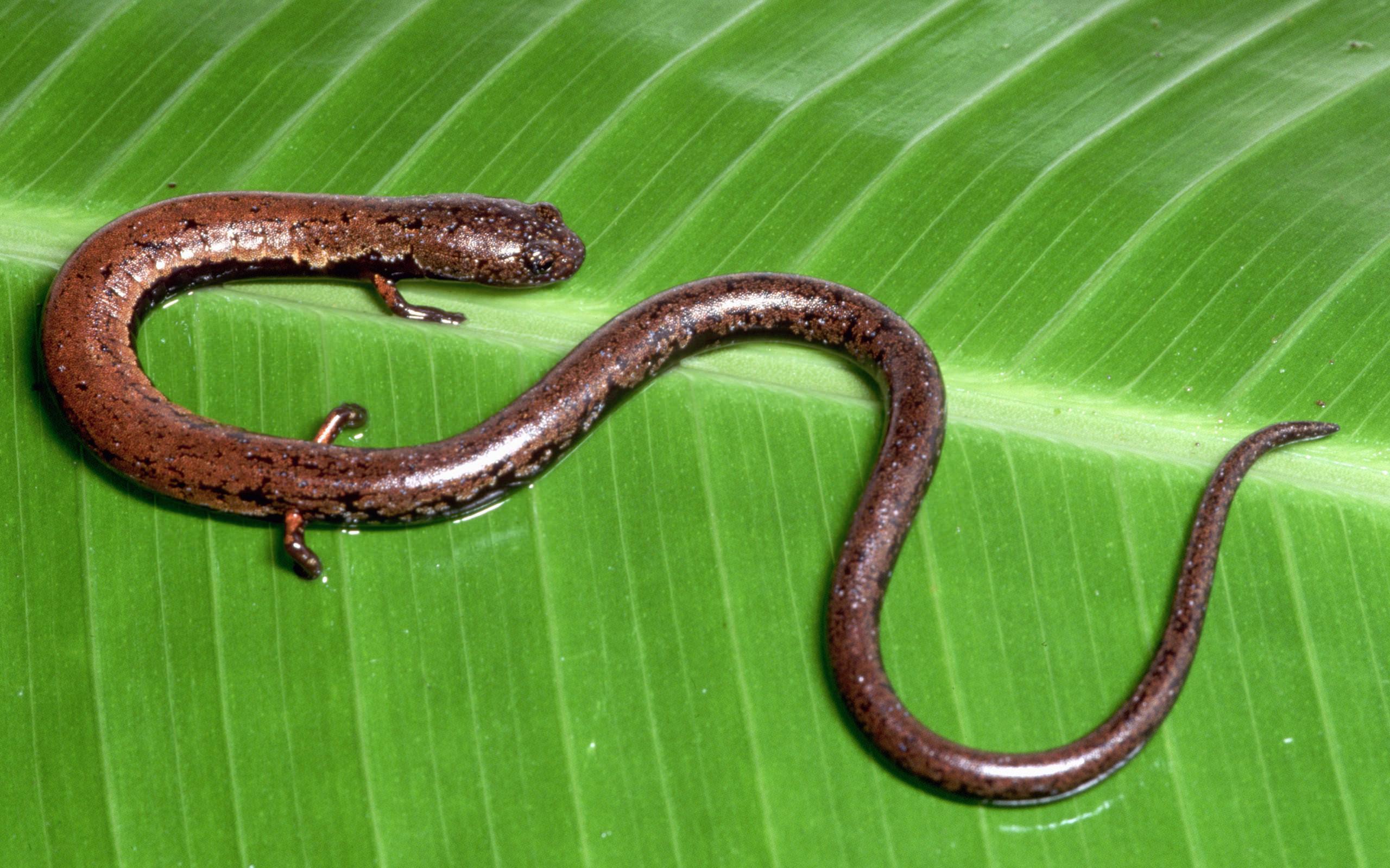 Salamander wallpaper HD for desktop background