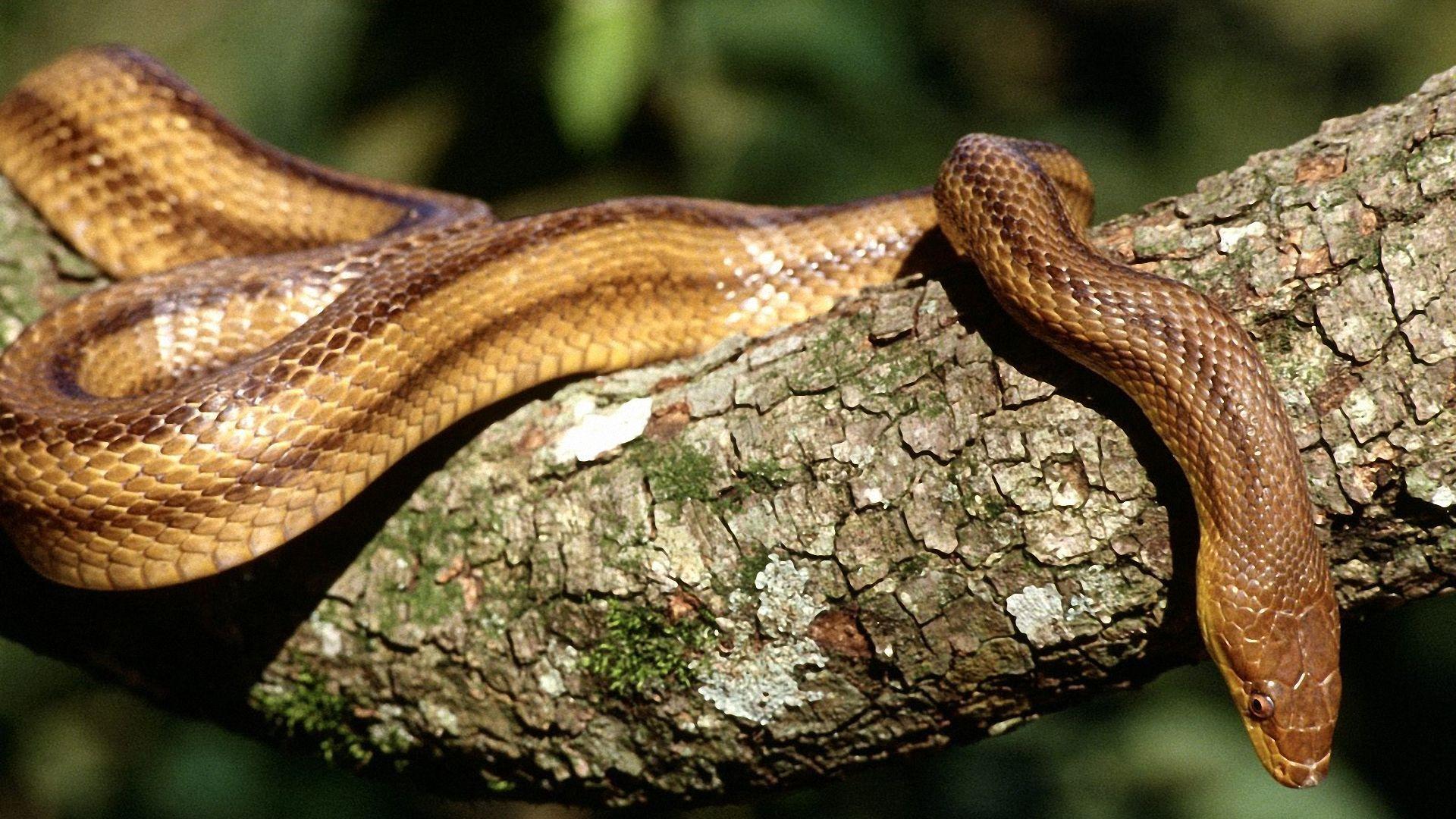 Desktop Anaconda Snakes Image