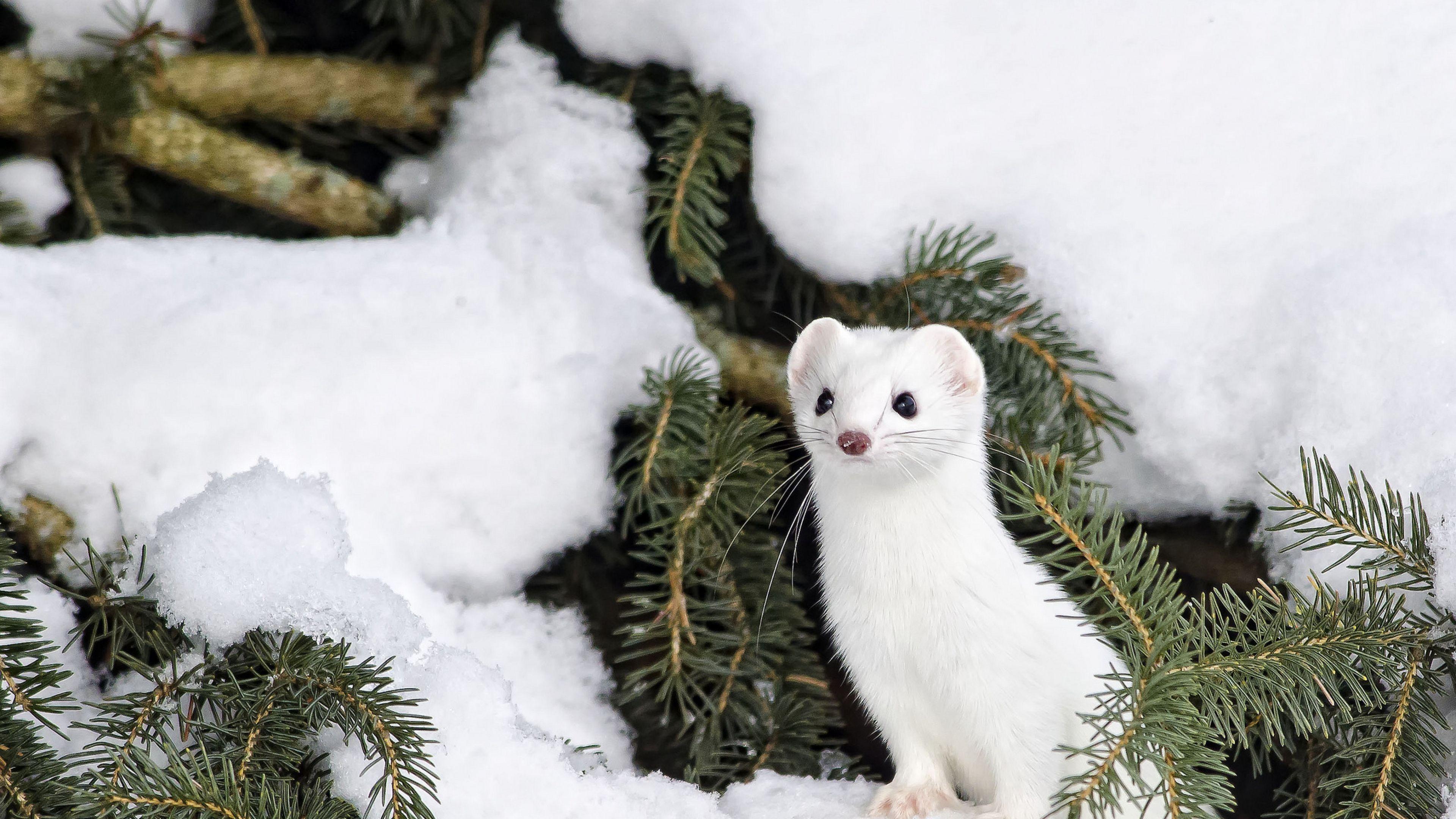 Winter Animal Background. Animals, Arctic animals, Animal