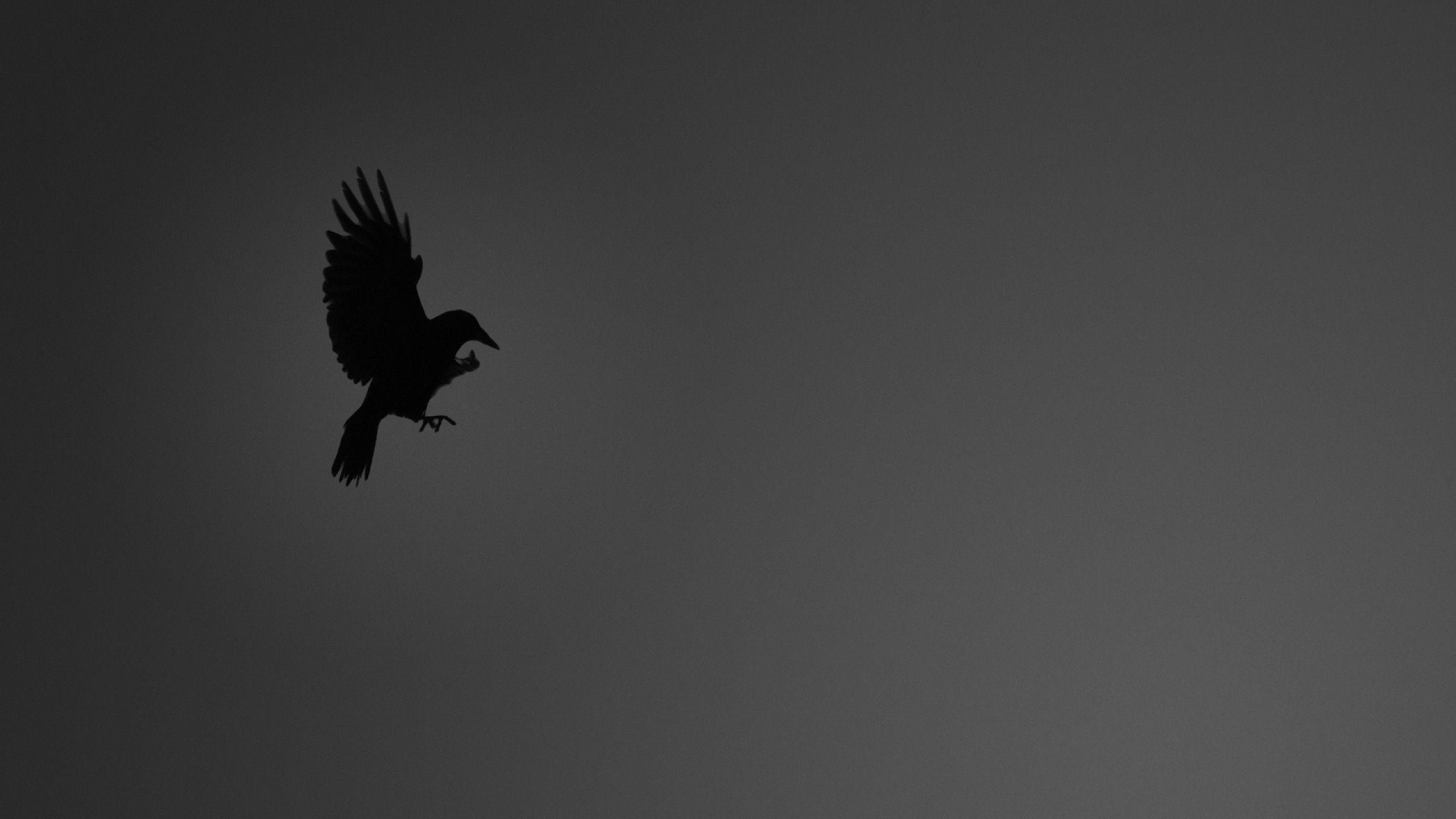 Wallpaper.wiki HD Crows Background PIC WPB001767