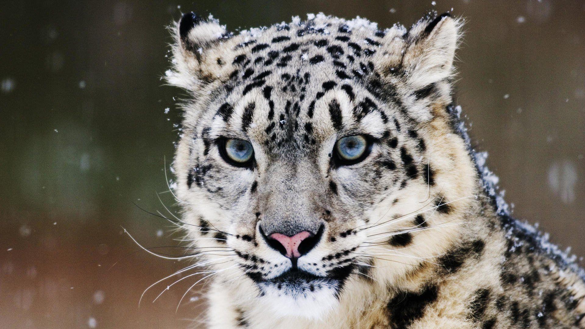 Snow Leopard HD Wallpaper