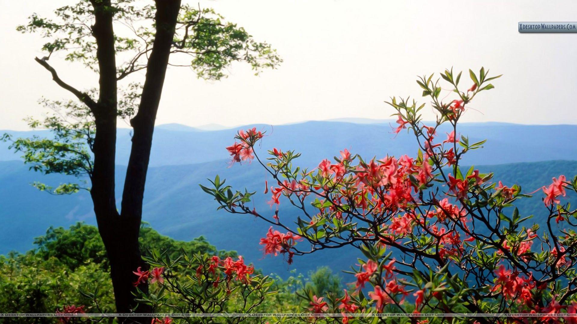 Blue Ridge Mountains North Carolina Wallpaper