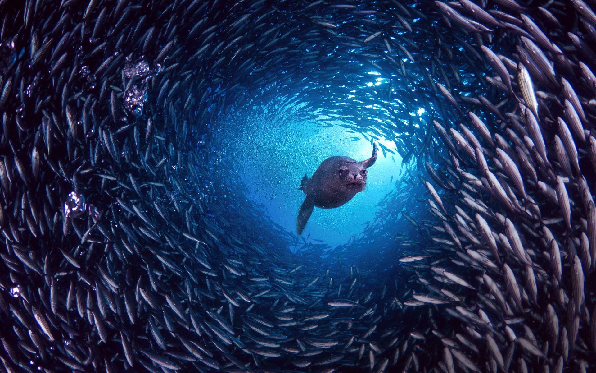 Wallpaper Galapagos Islands, Santa Cruz, sea lion, fish desktop