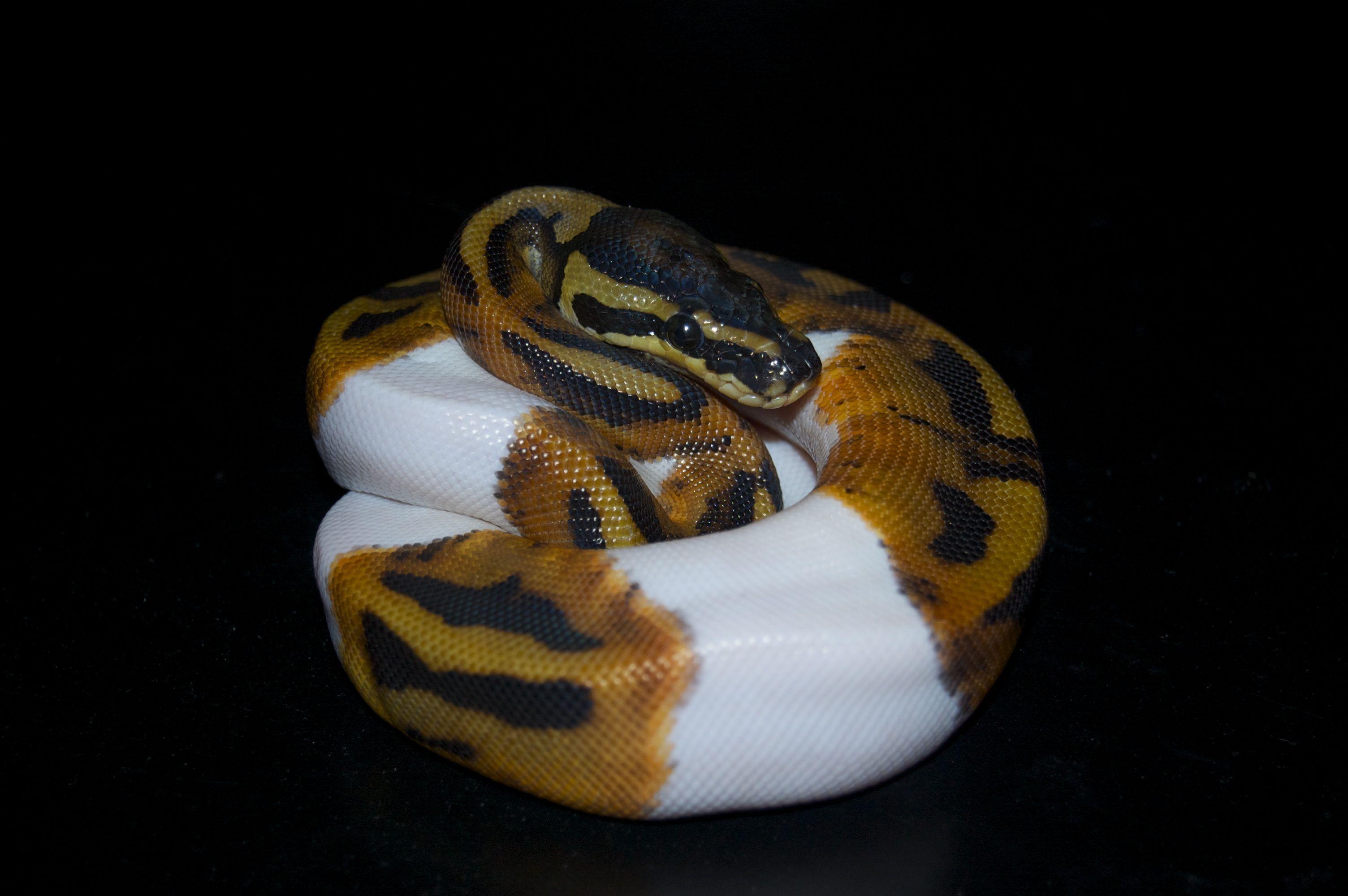 Ball Python Wallpaper for Free Download, 50 Ball Python Full HD