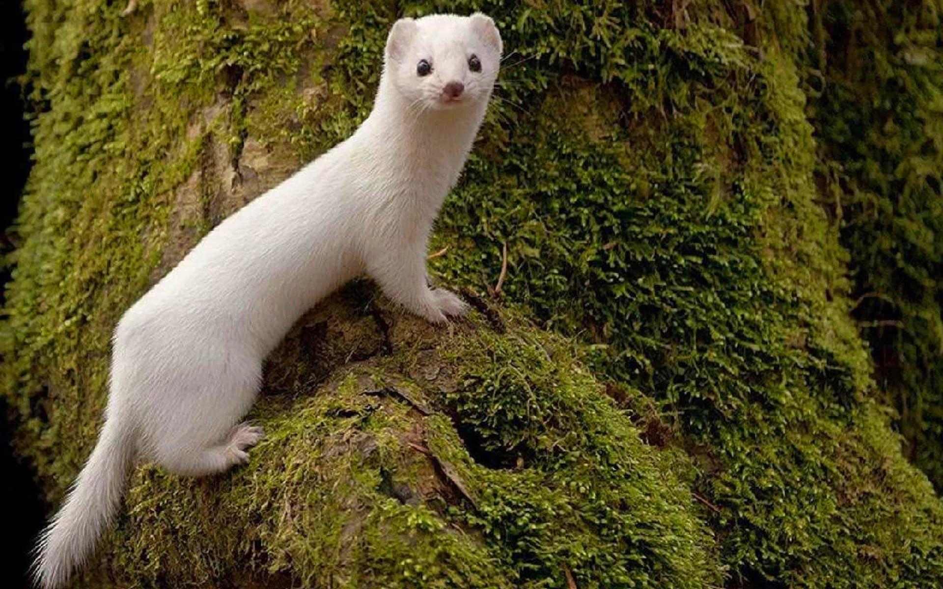 Weasel Wallpaper Widescreen Image Photo Picture