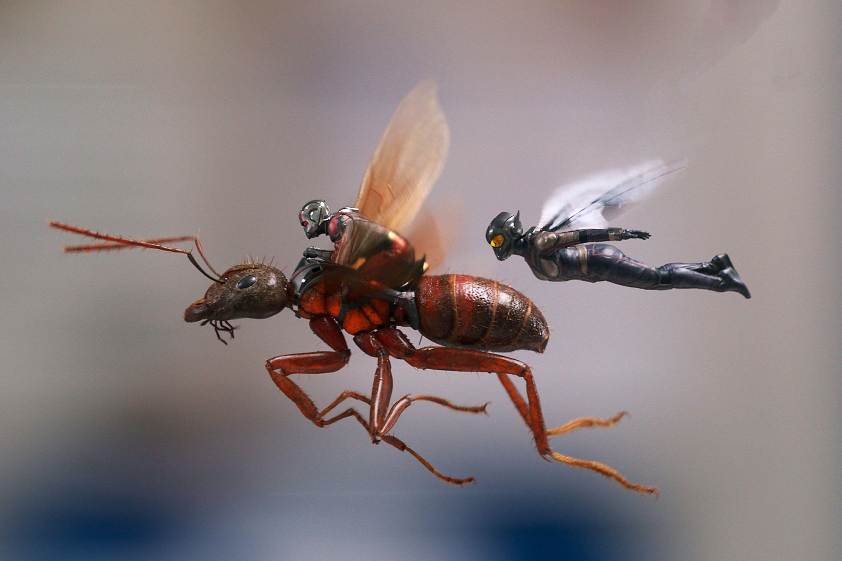 Ant Man And The Wasp, HD Movies, 4k Wallpaper, Image, Background