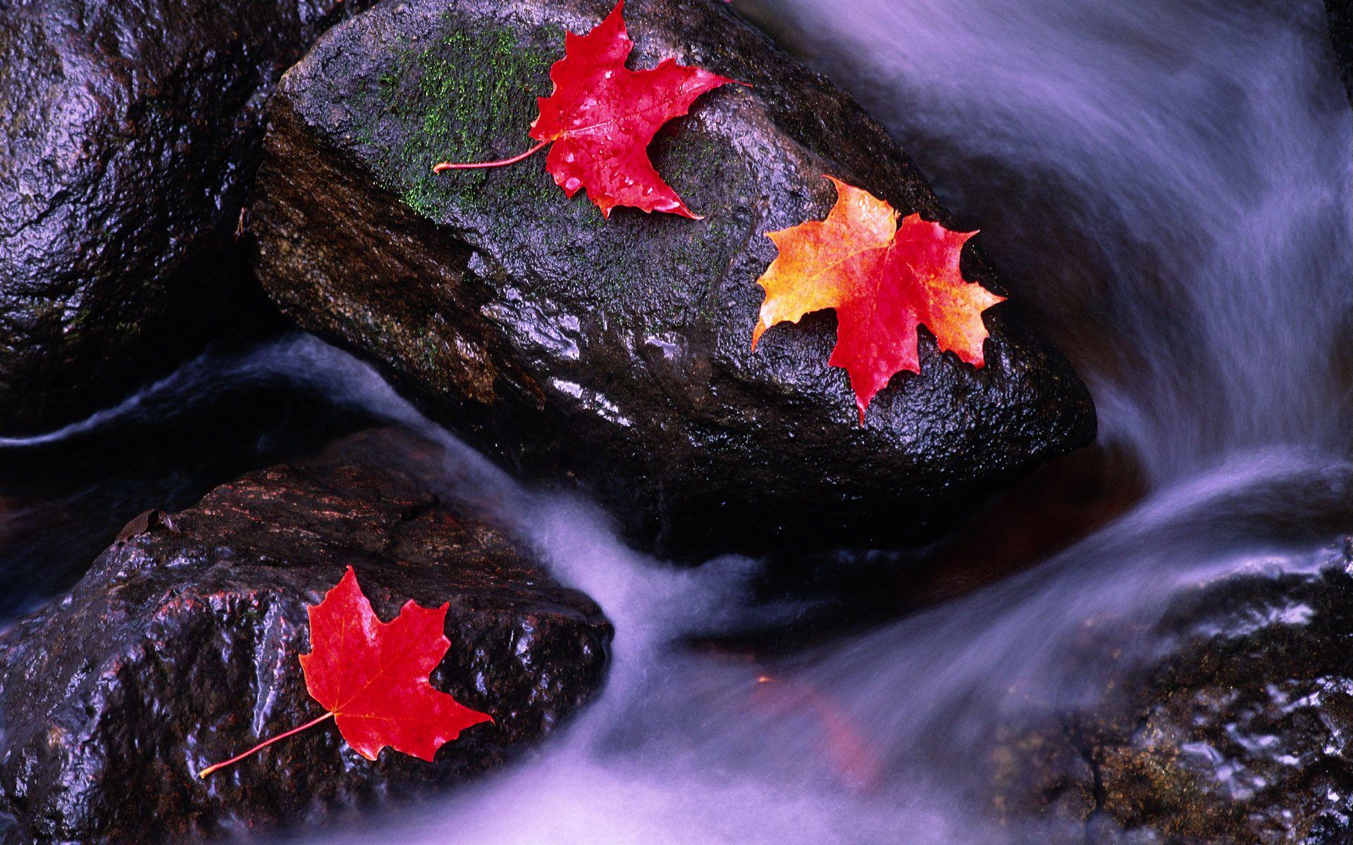 Rivers of Canada wallpaper and image, picture, photo