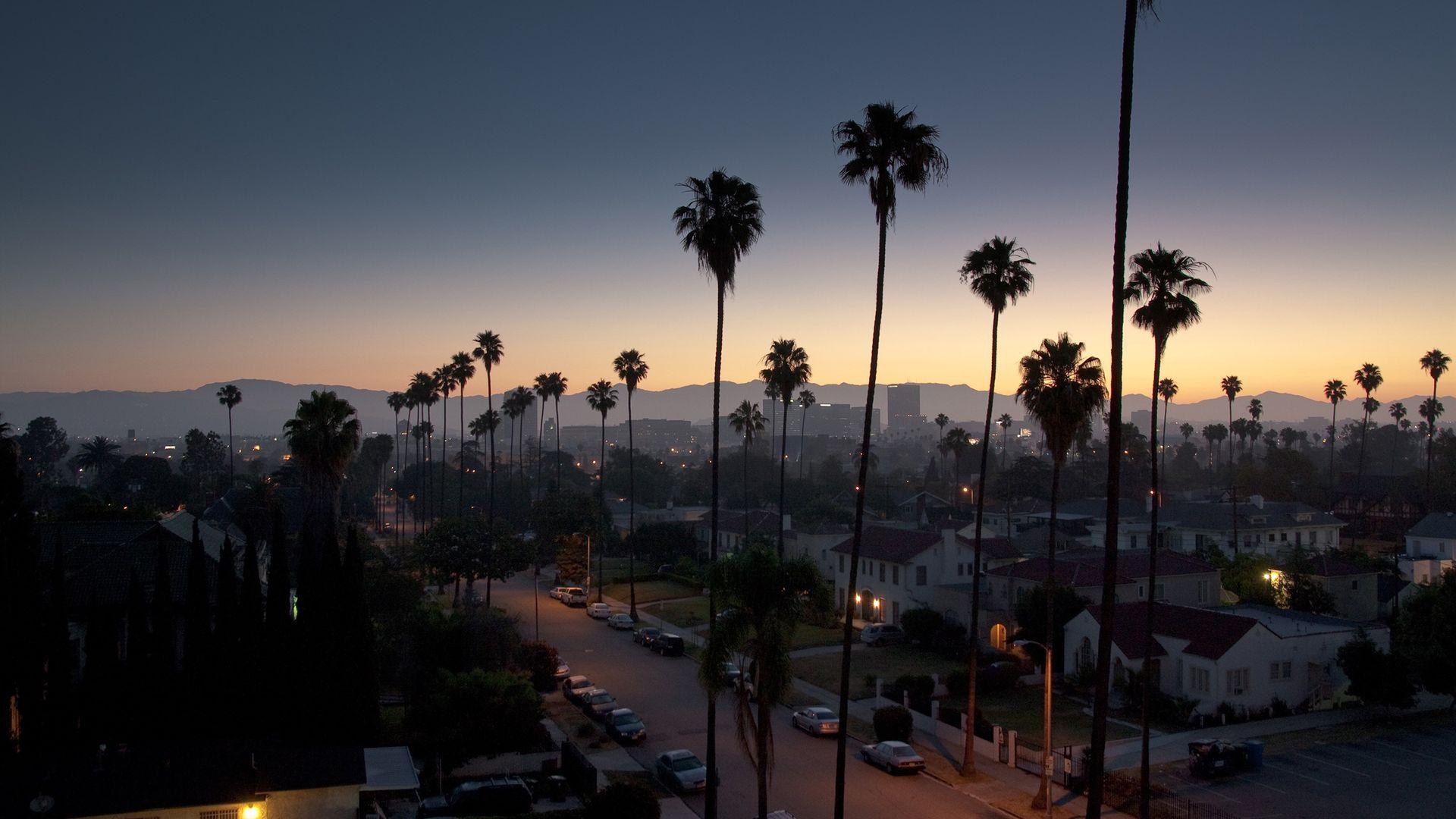 Palm Tree Night View California Wallpaper