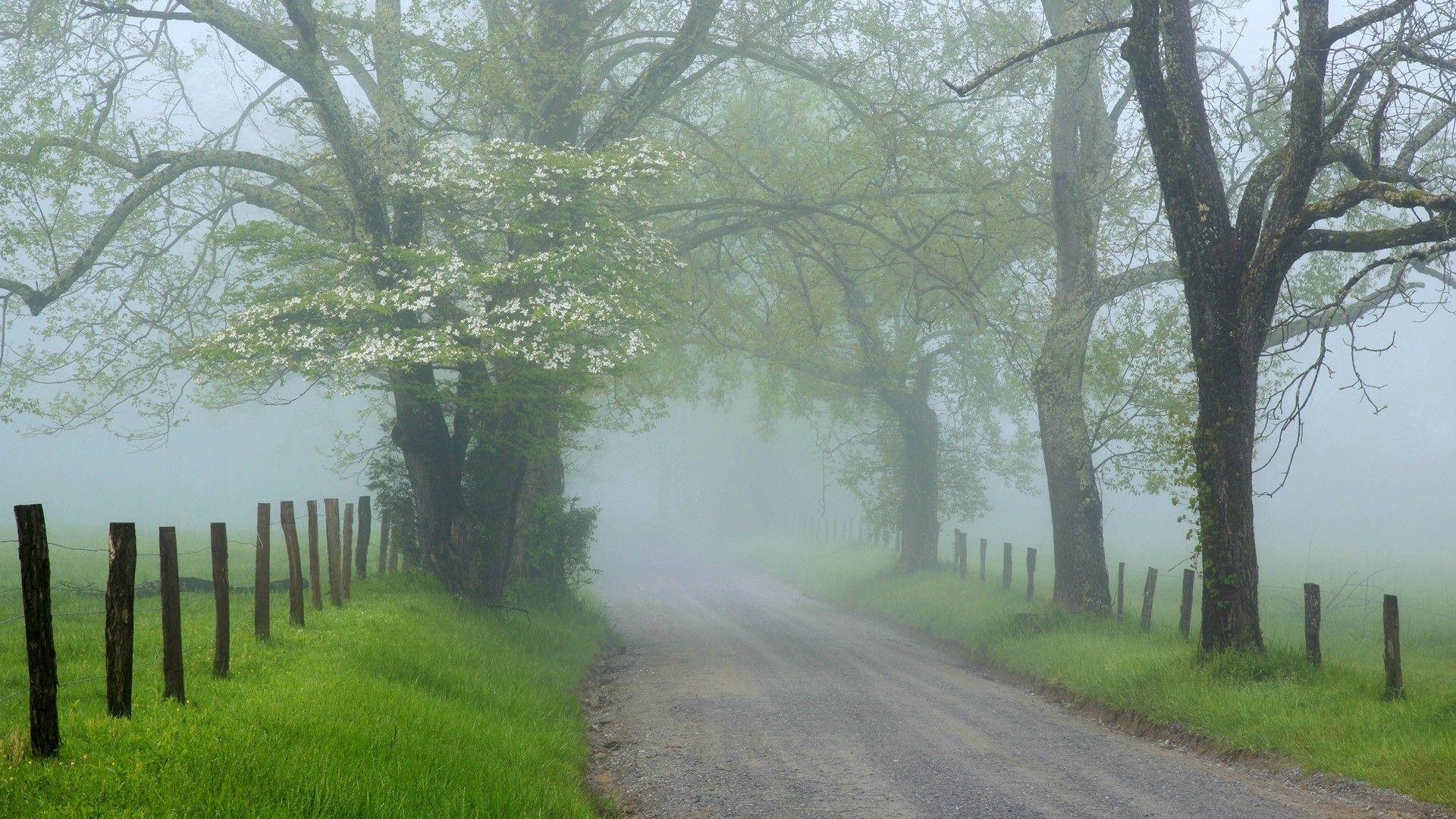 Fog Wallpaper 15 - [1920 x 1080]