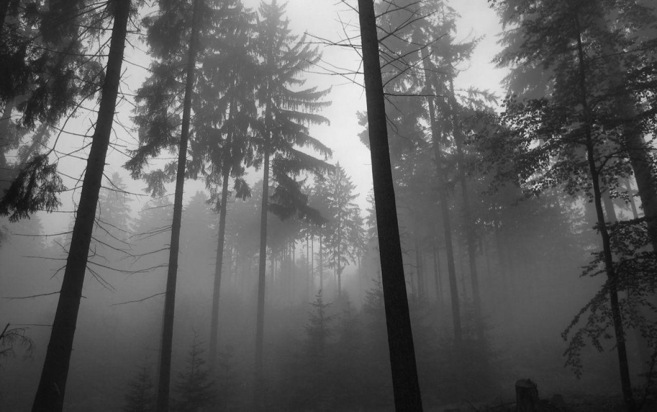 Forest Fog wallpaper. Forest Fog