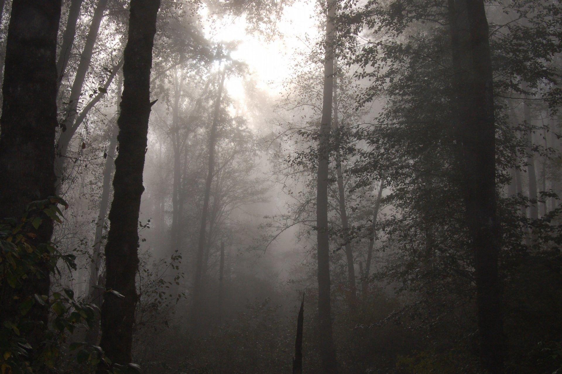 Foggy Forest Wallpaper